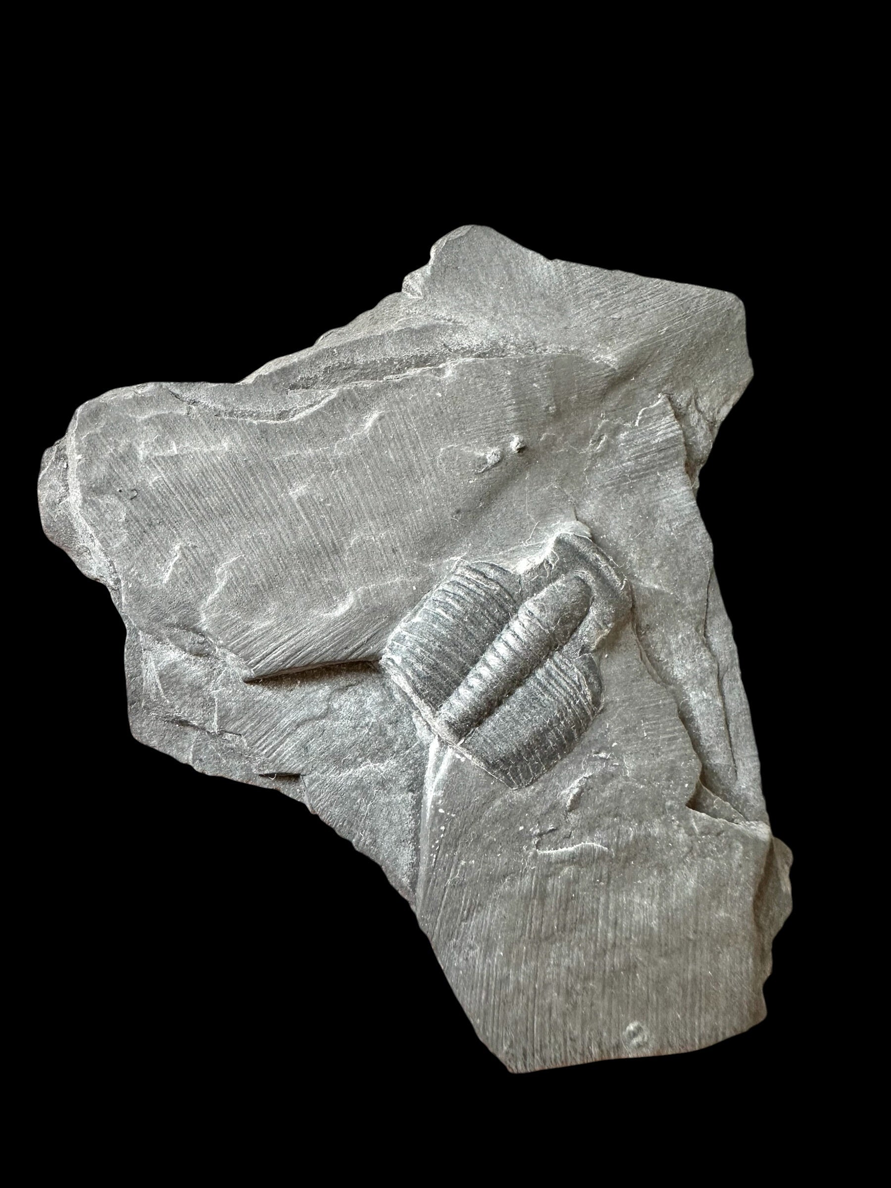Trilobite Elrathia Kingii – Utah, USA