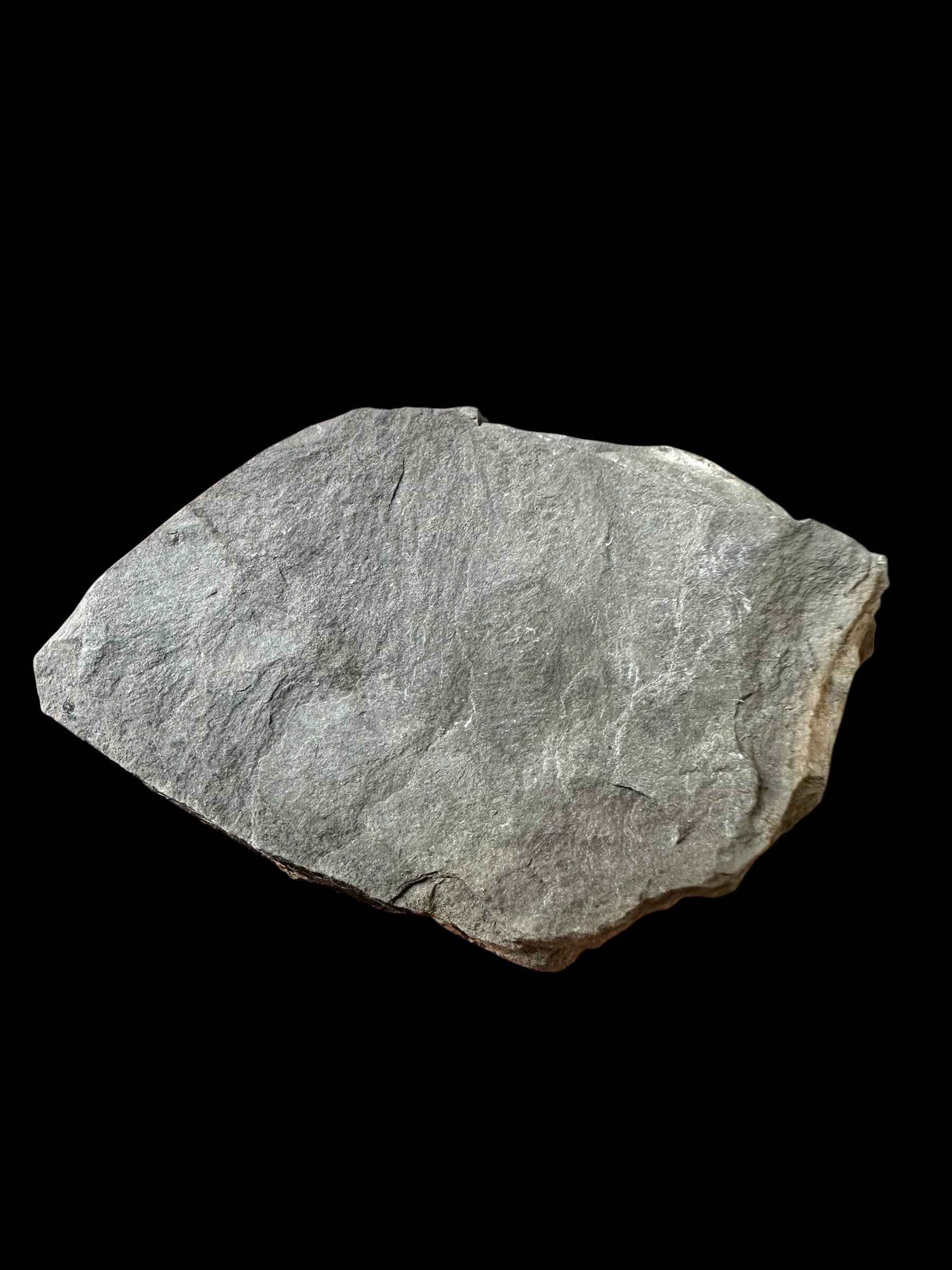 Trilobite Elrathia Kingii – Utah, USA - TUSA27