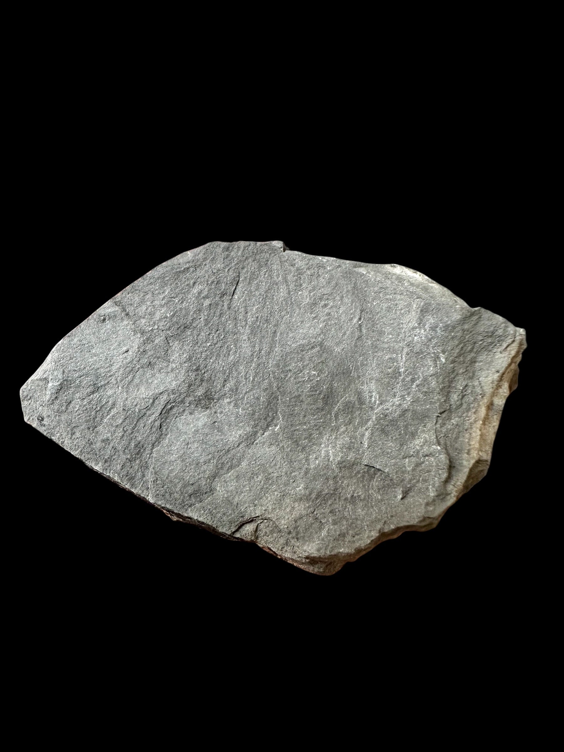 Trilobite Elrathia Kingii – Utah, USA - TUSA27