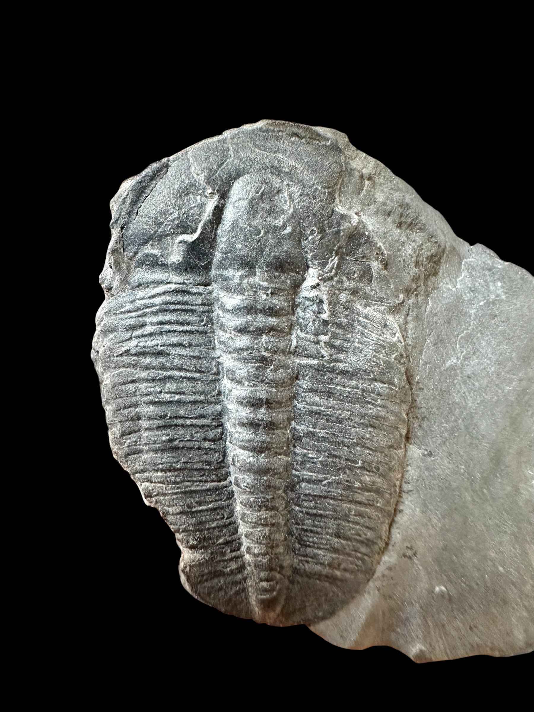Trilobite Elrathia Kingii – Utah, USA - TUSA27