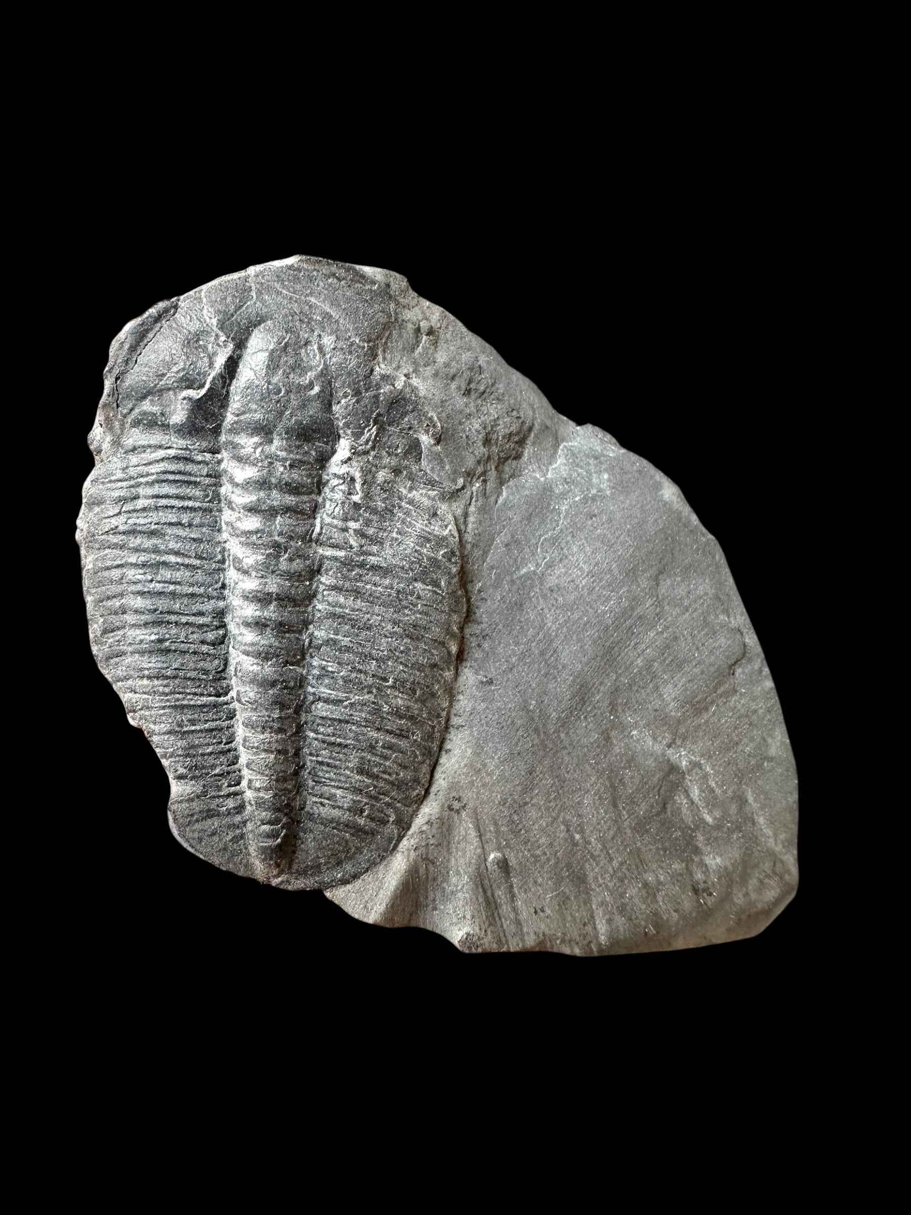 Trilobite Elrathia Kingii – Utah, USA - TUSA27