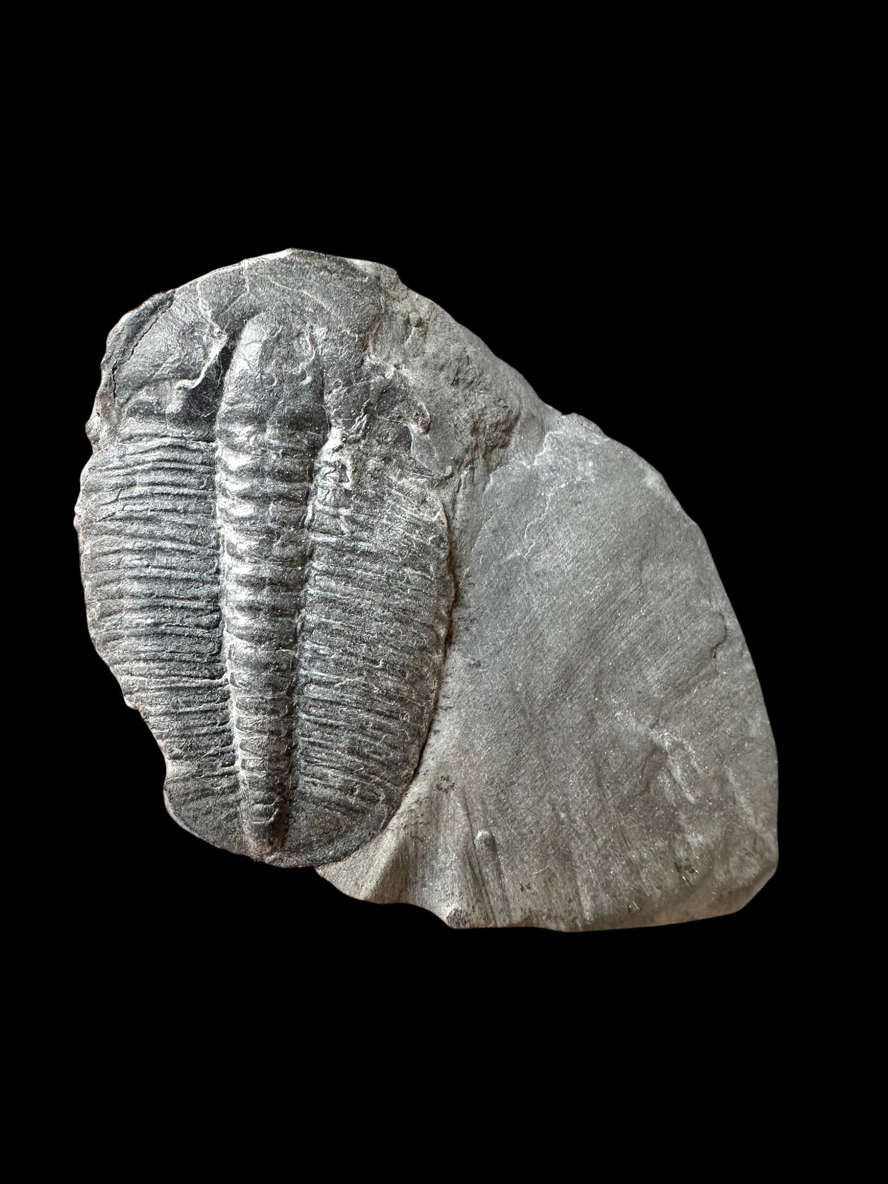 Trilobite Elrathia Kingii – Utah, USA