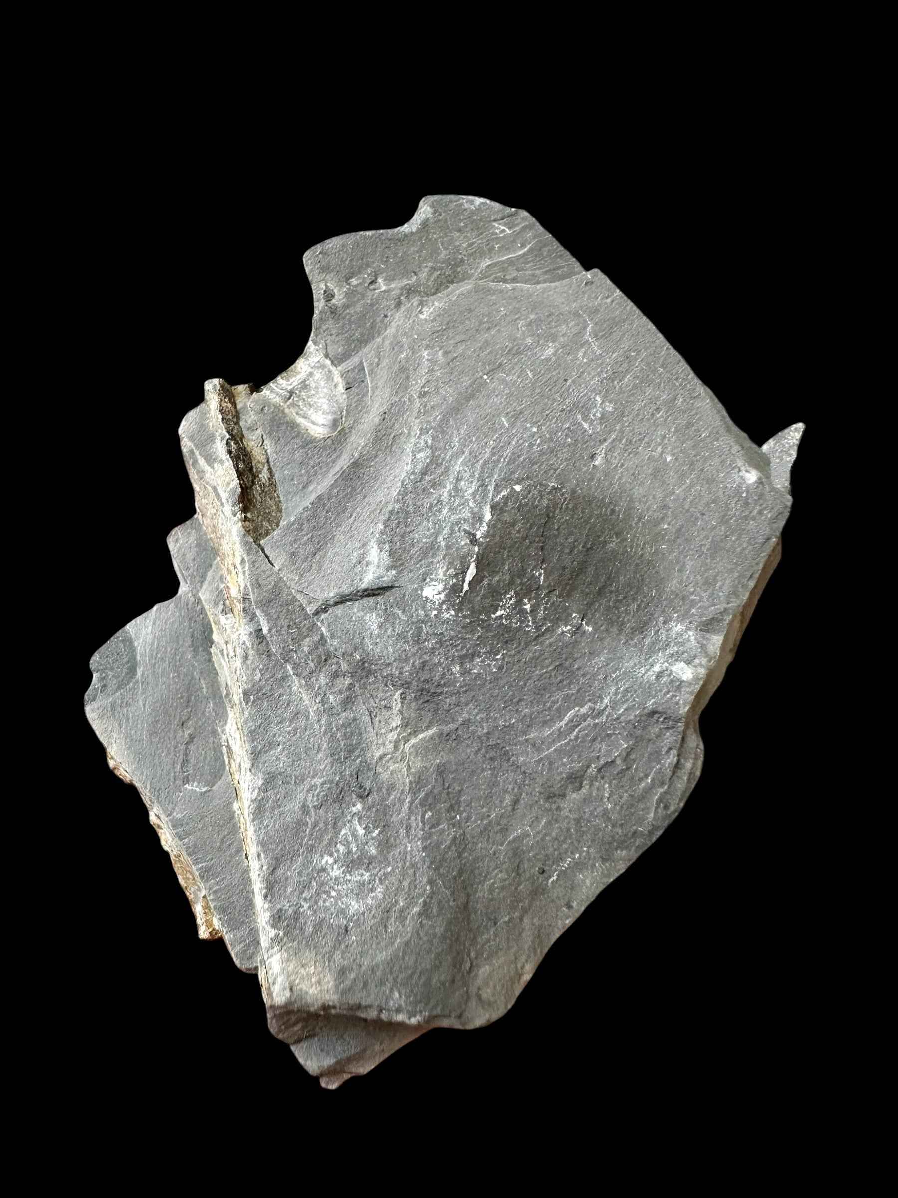 Trilobite Elrathia Kingii – Utah, USA - TUSA28