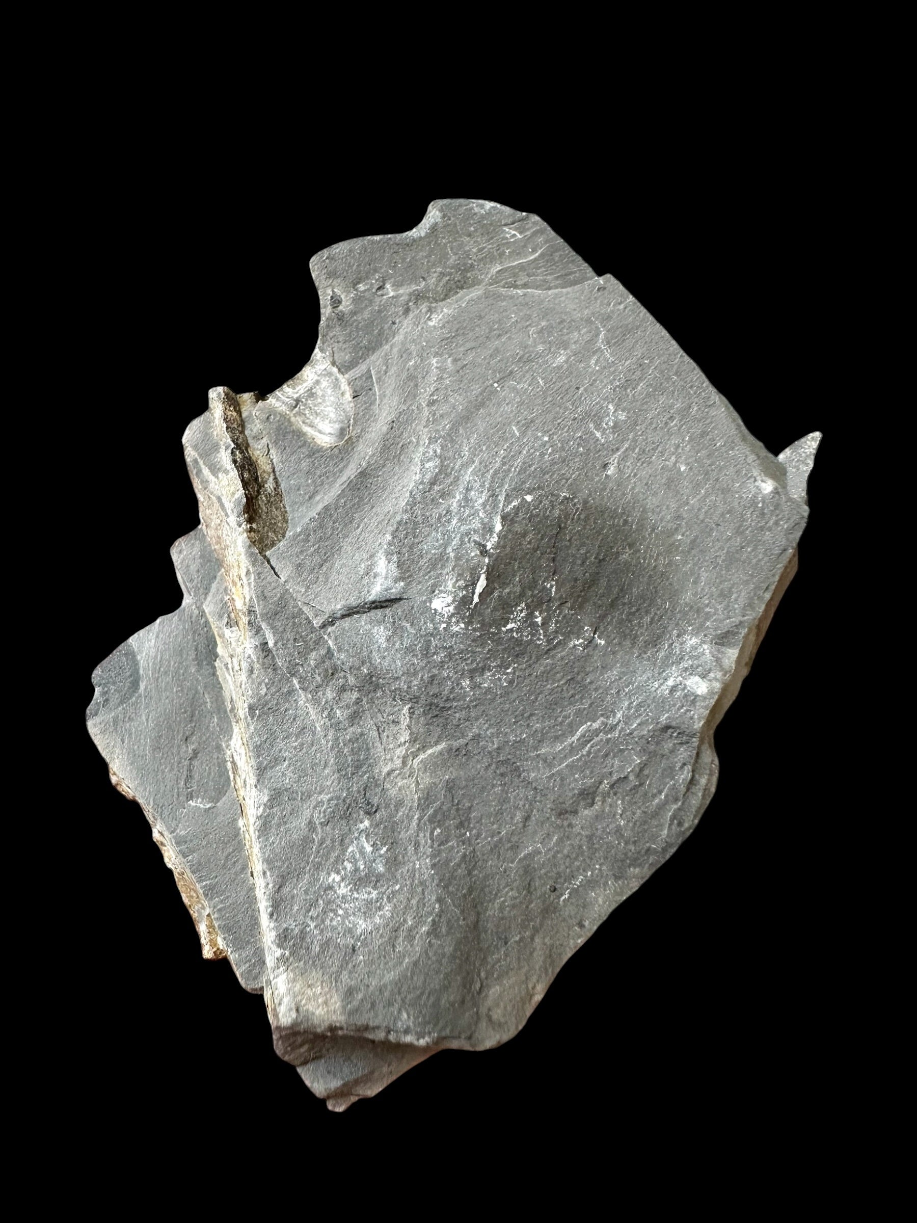 Trilobite Elrathia Kingii – Utah, USA - TUSA28