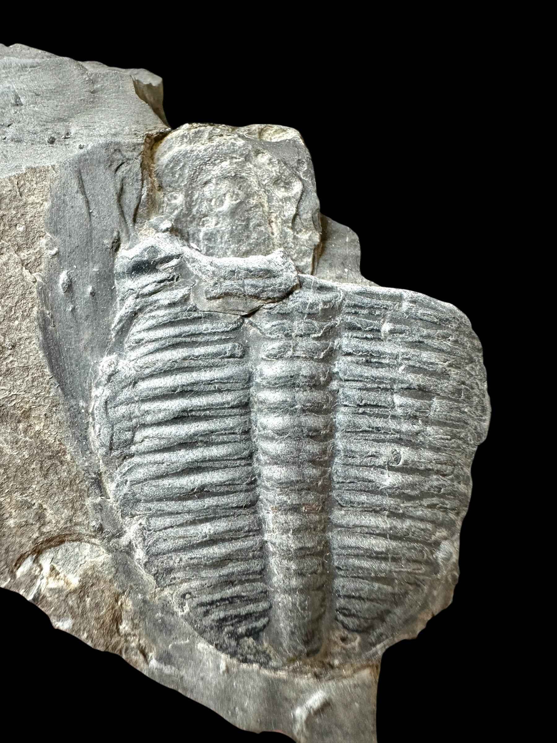 Trilobite Elrathia Kingii – Utah, USA - TUSA28