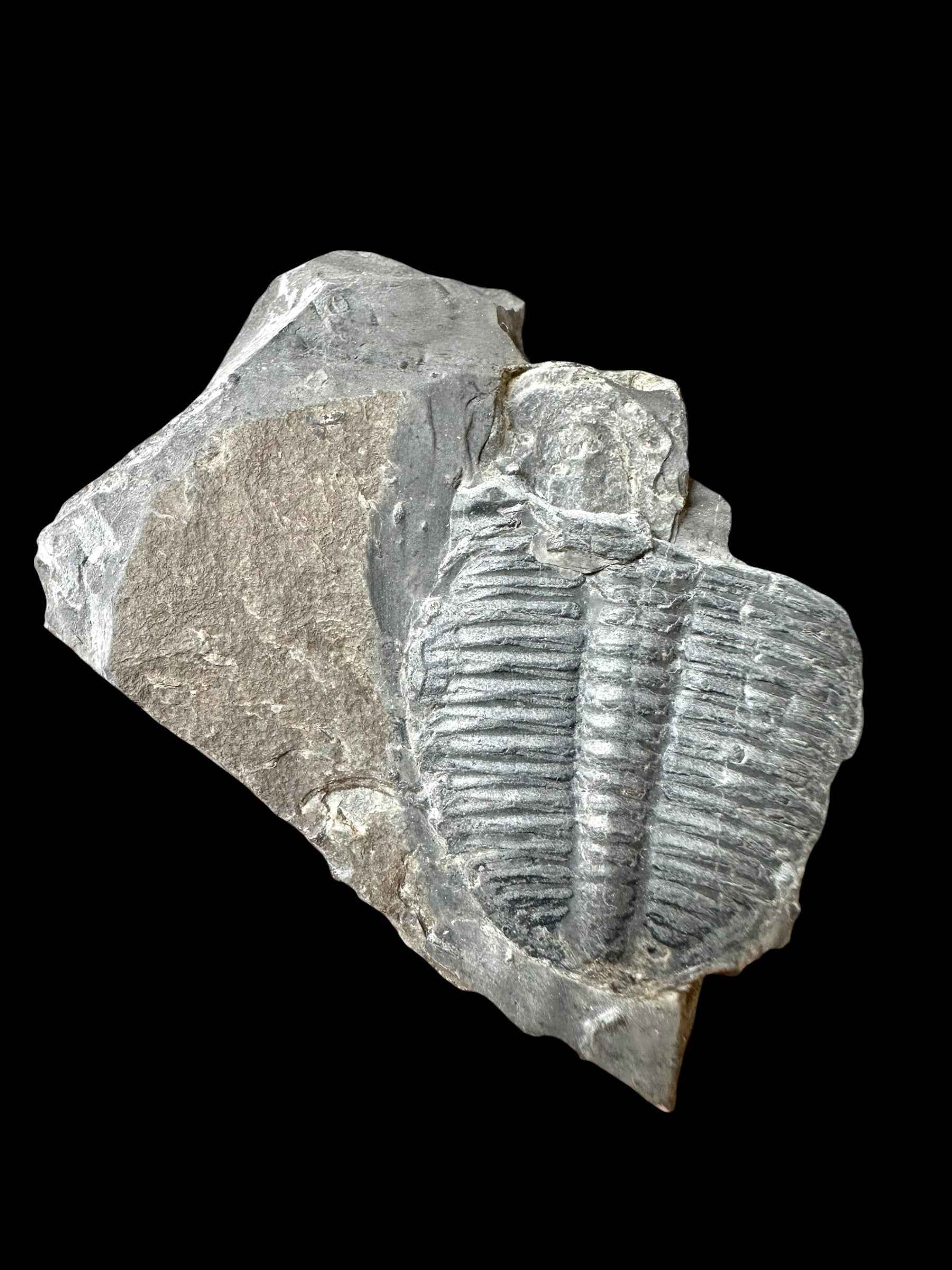 Trilobite Elrathia Kingii – Utah, USA - TUSA28