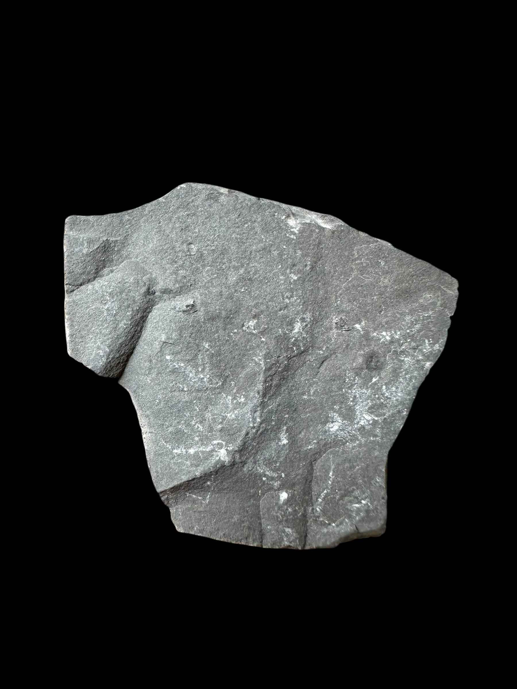 Trilobite Elrathia Kingii – Utah, USA - TUSA29