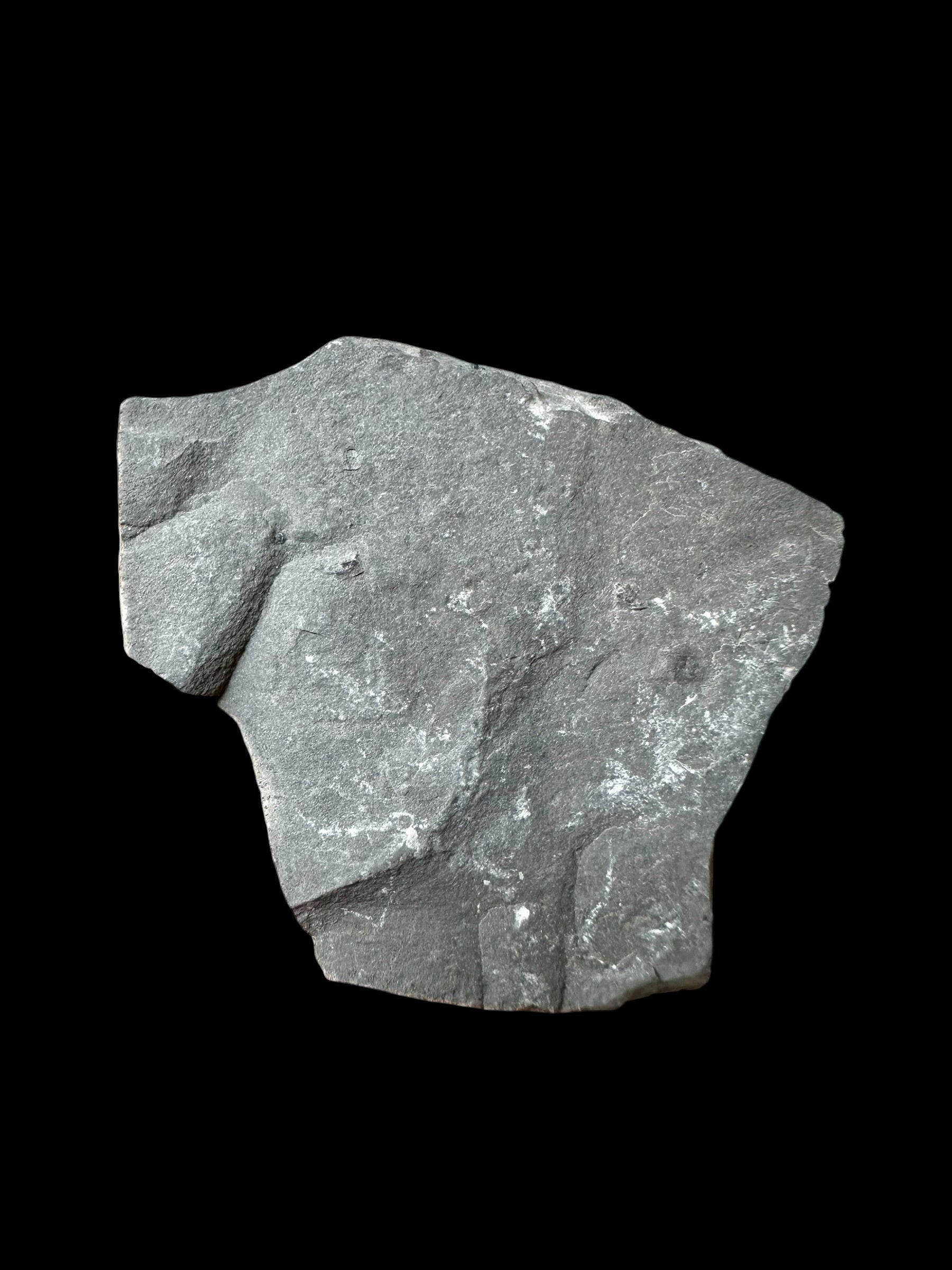 Trilobite Elrathia Kingii – Utah, USA - TUSA29