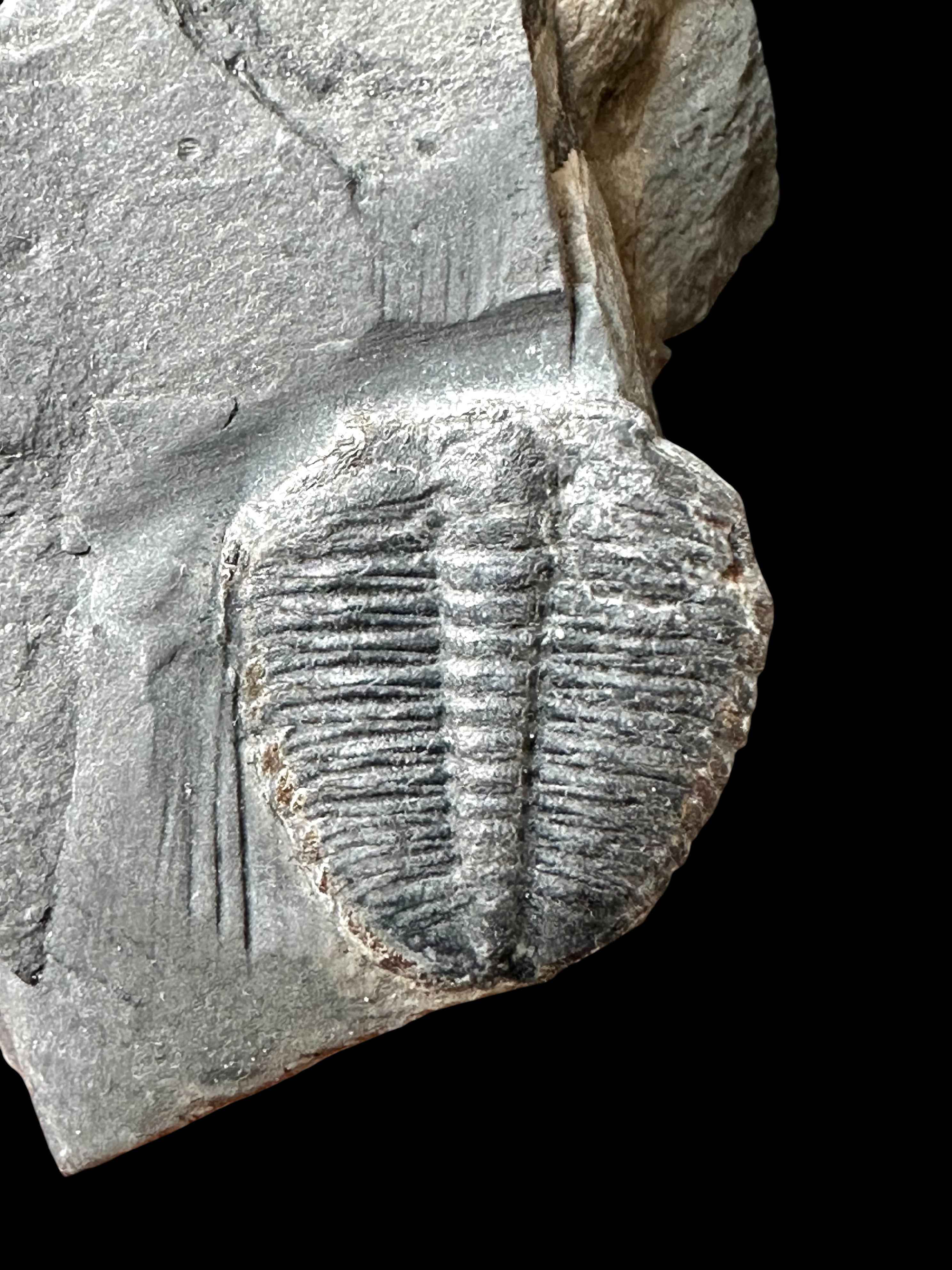 Trilobite Elrathia Kingii – Utah, USA - TUSA29