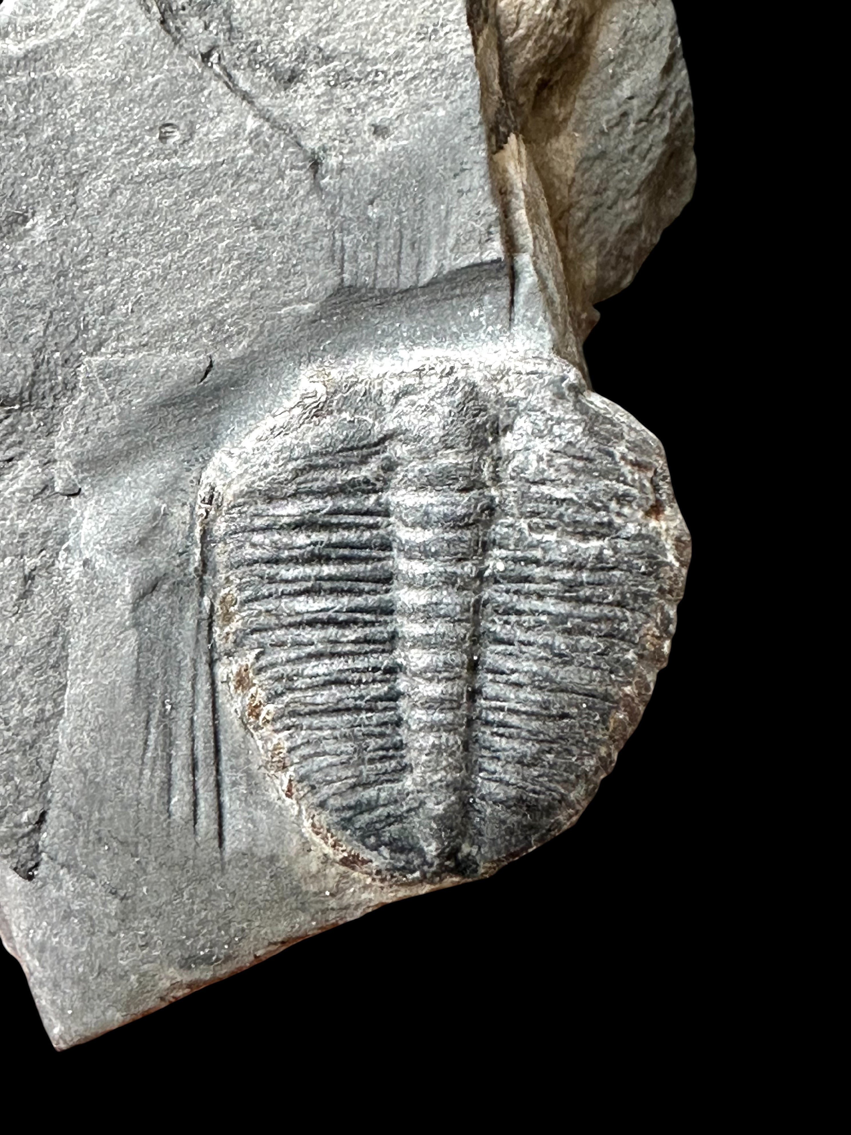 Trilobite Elrathia Kingii – Utah, USA - TUSA29