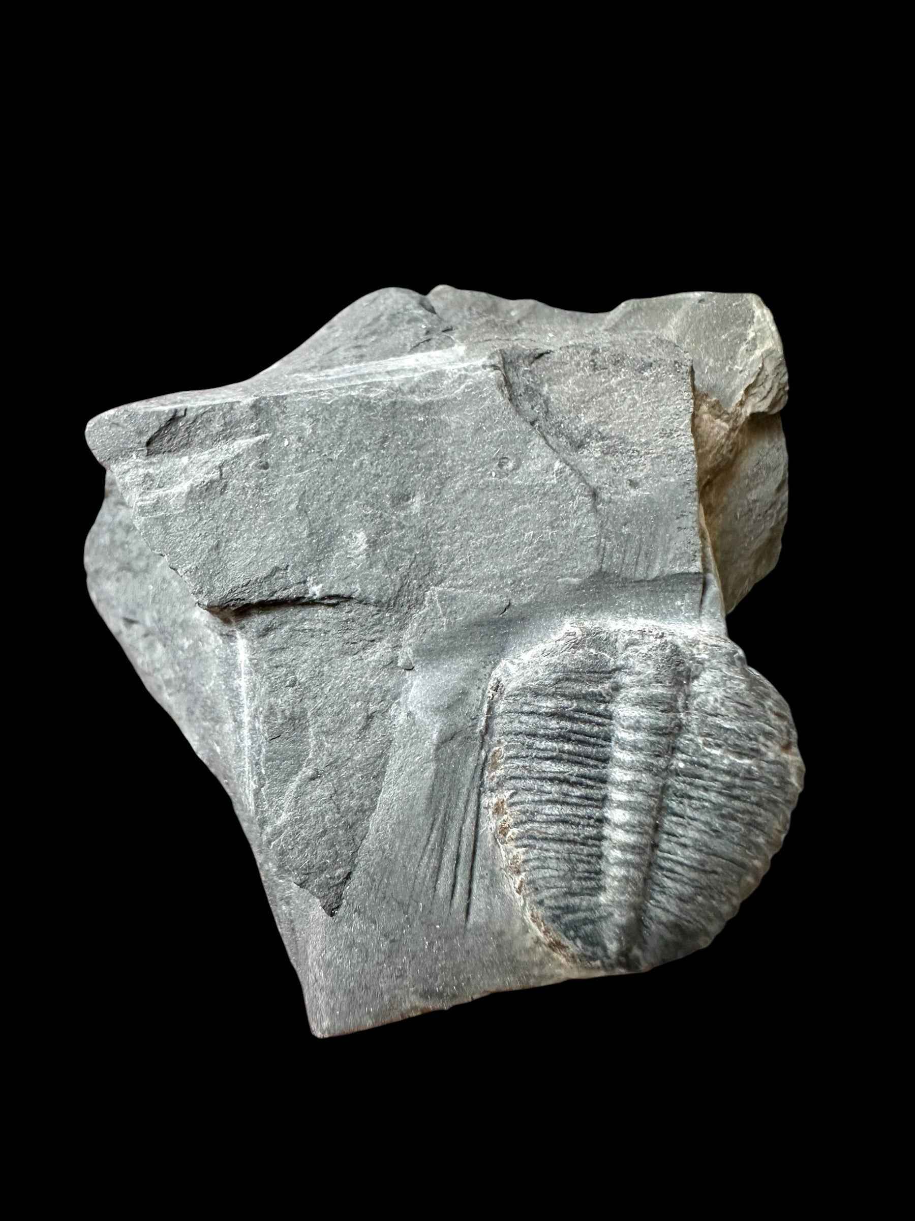 Trilobite Elrathia Kingii – Utah, USA - TUSA29
