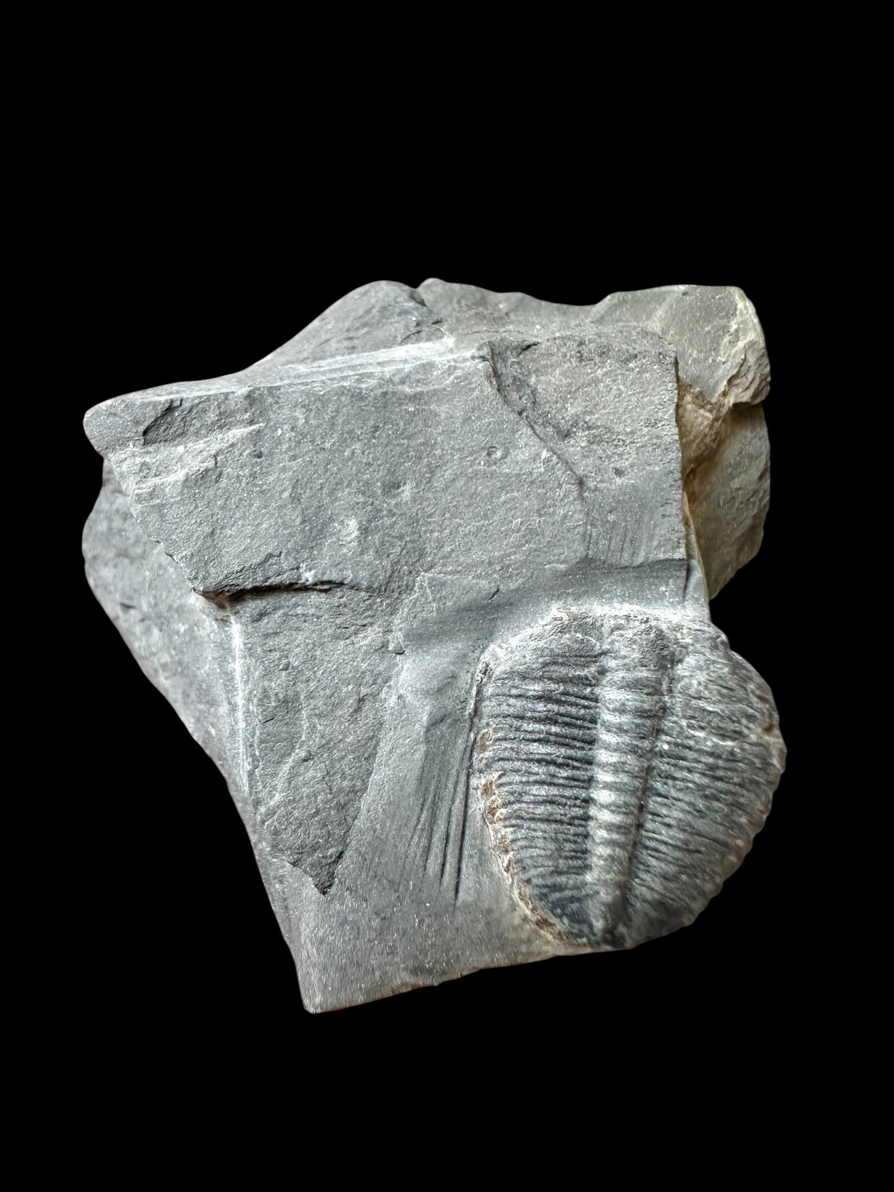 Trilobite Elrathia Kingii – Utah, USA
