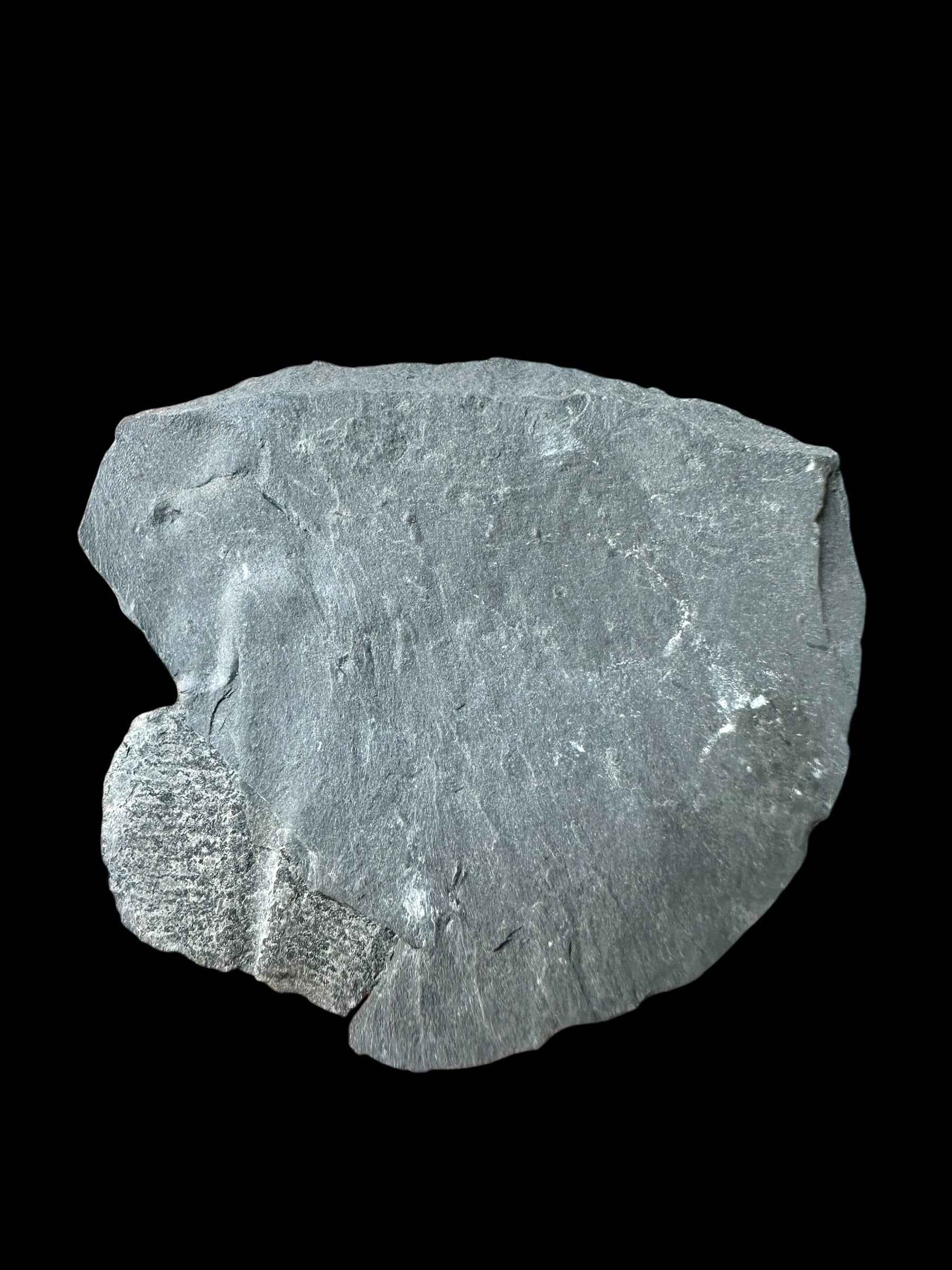 Trilobite Elrathia Kingii – Utah, USA - TUSA30