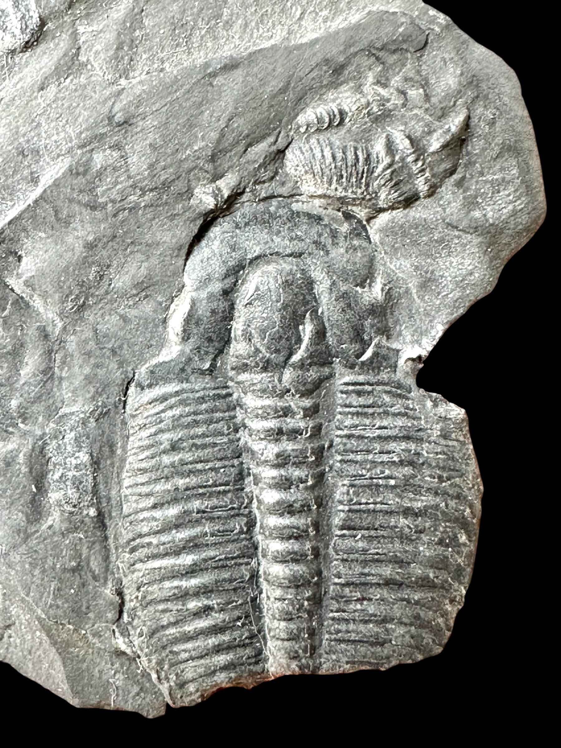 Trilobite Elrathia Kingii – Utah, USA - TUSA30