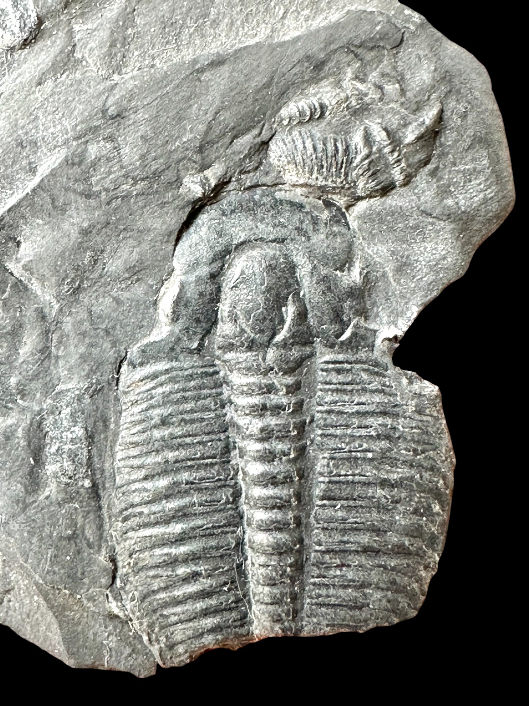 Trilobite Elrathia Kingii – Utah, USA - TUSA30