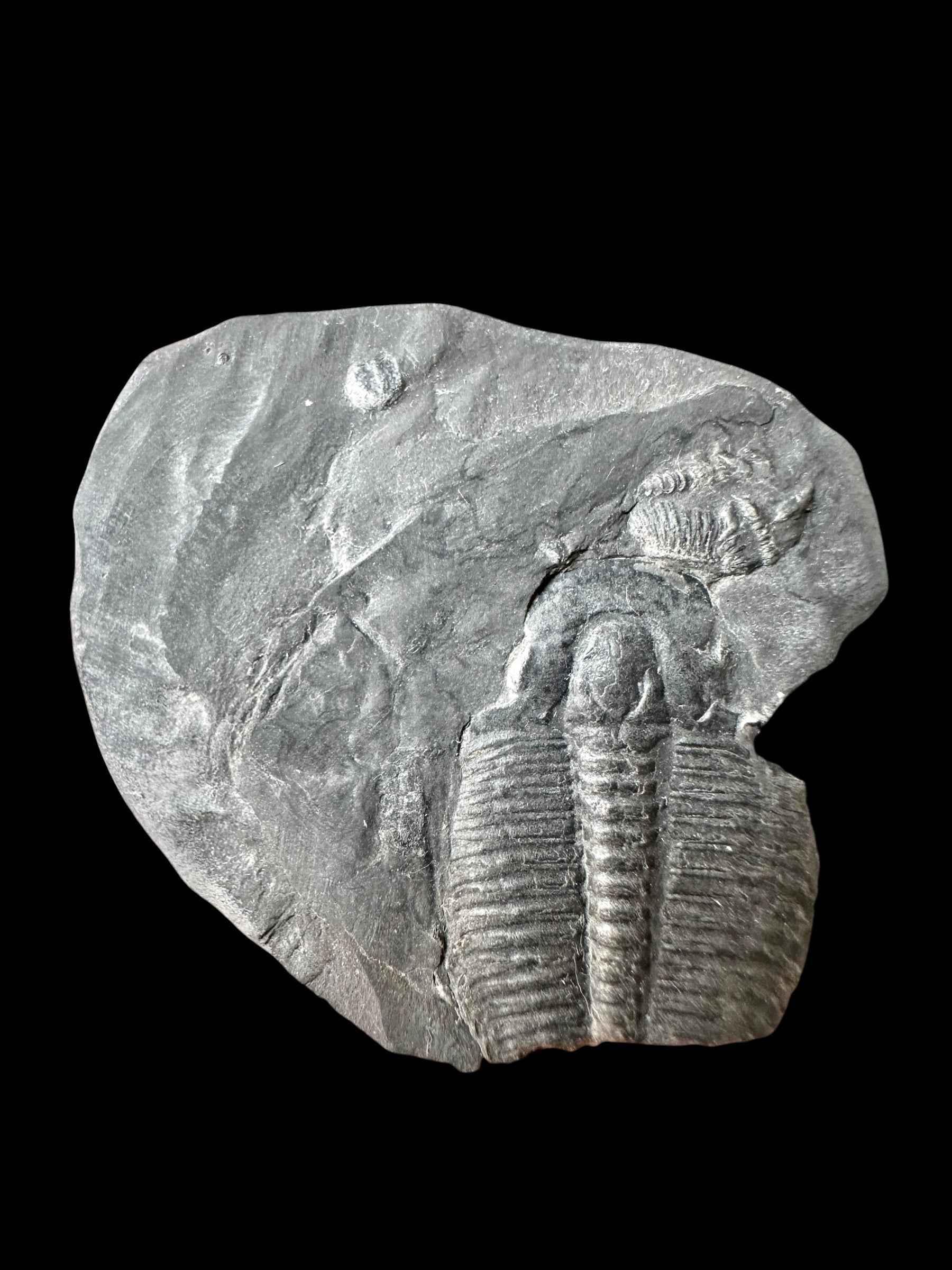 Trilobite Elrathia Kingii – Utah, USA - TUSA30
