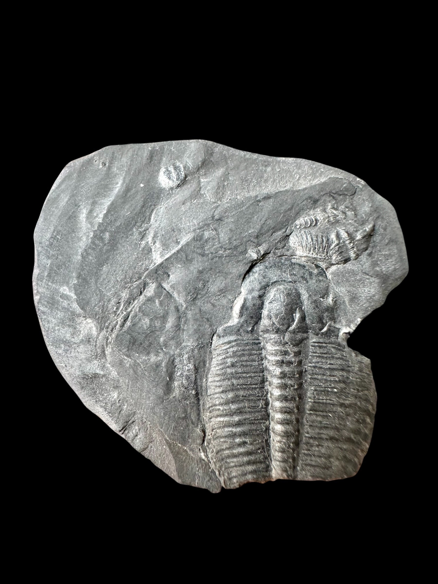 Trilobite Elrathia Kingii – Utah, USA