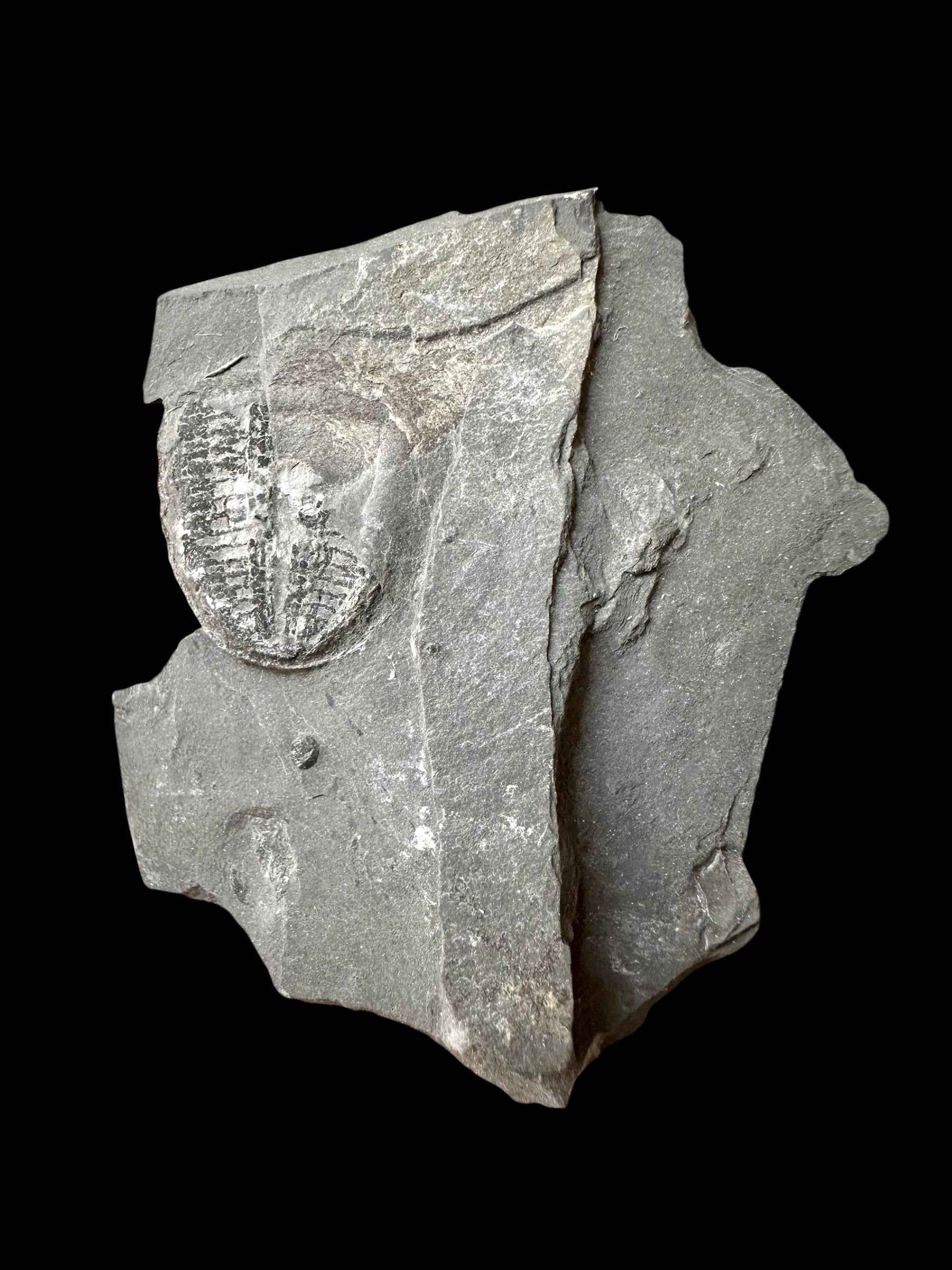 Trilobite Elrathia Kingii – Utah, USA - TUSA31