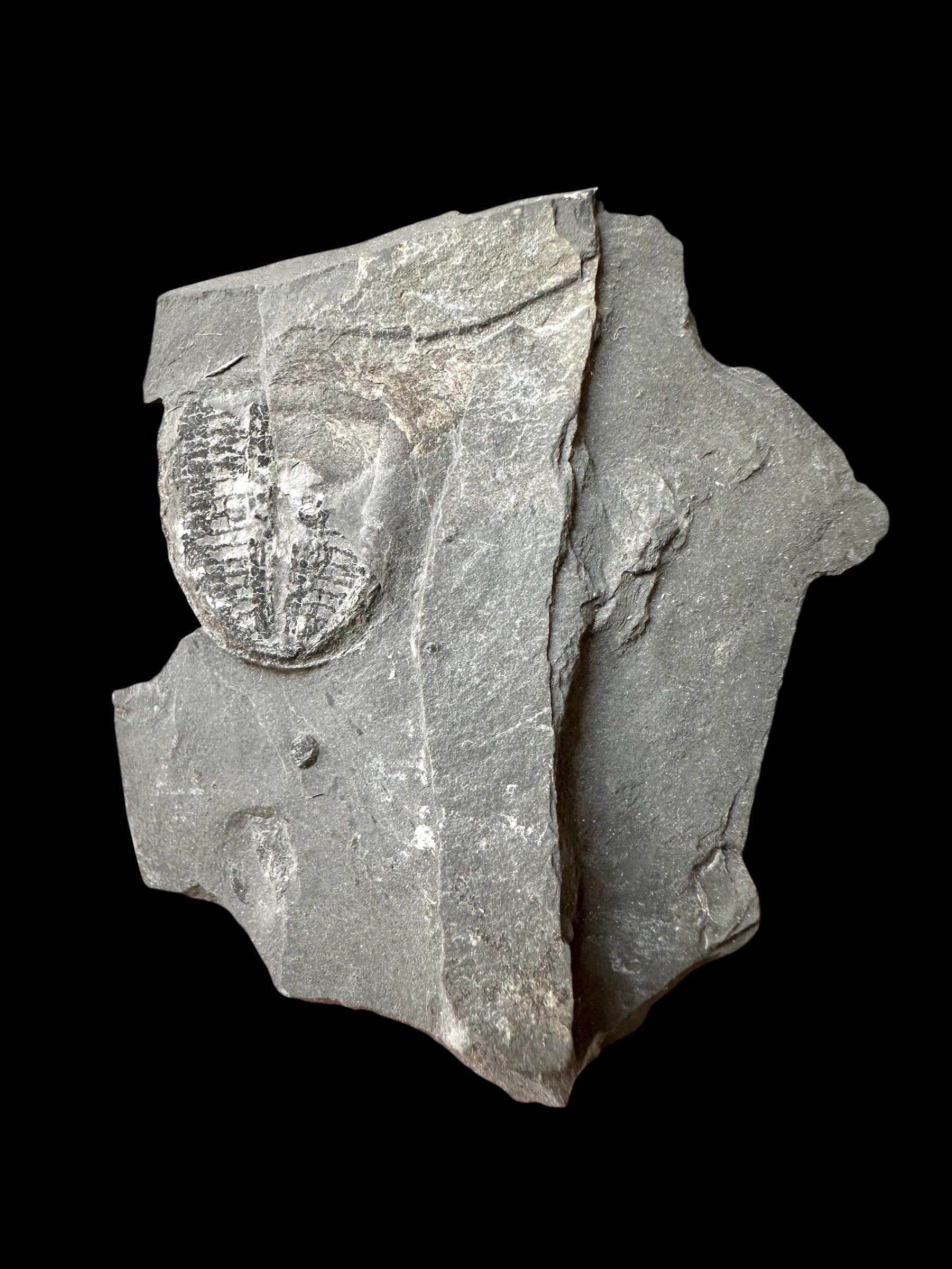 Trilobite Elrathia Kingii – Utah, USA - TUSA31