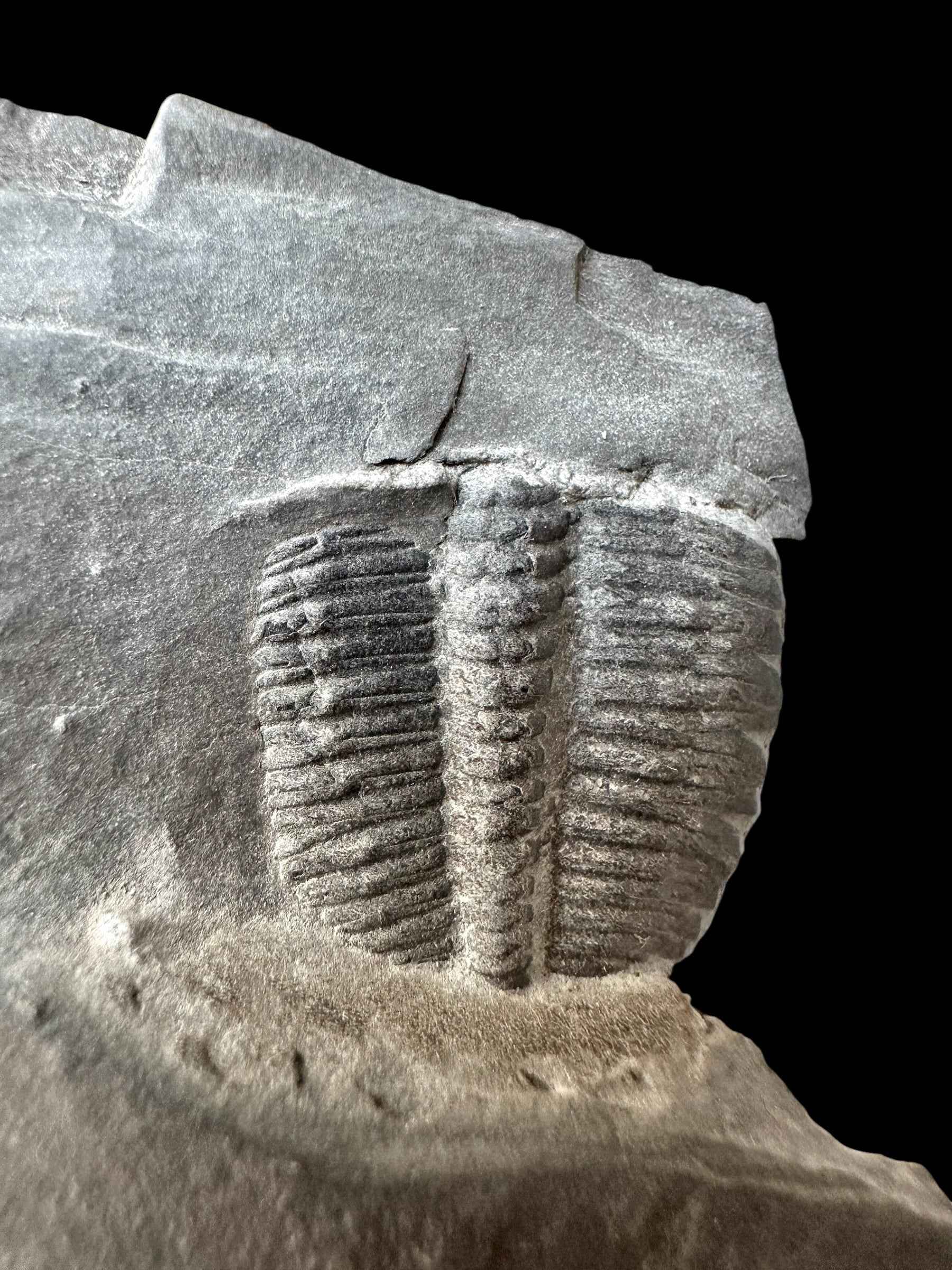 Trilobite Elrathia Kingii – Utah, USA - TUSA31