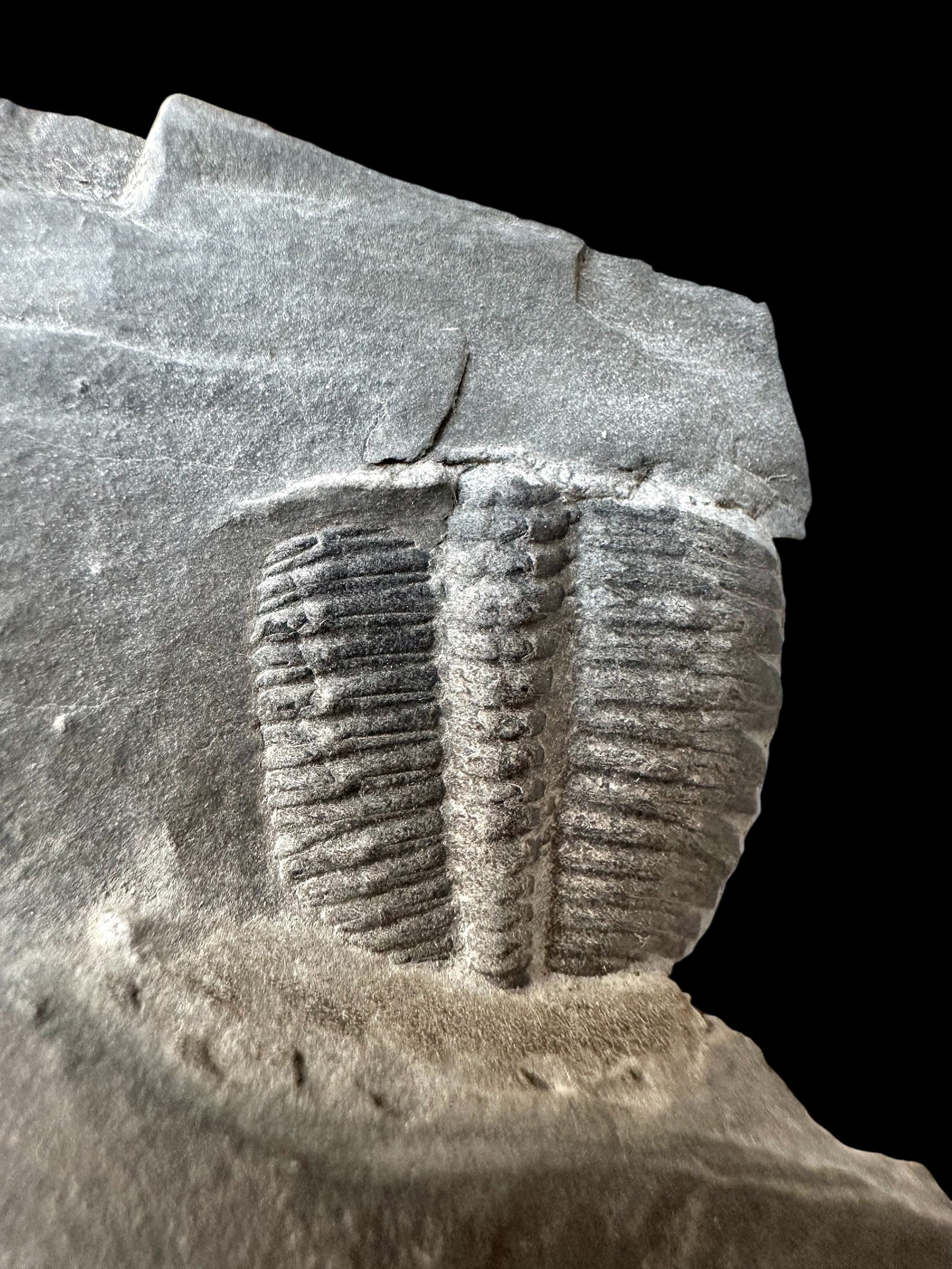 Trilobite Elrathia Kingii – Utah, USA - TUSA31