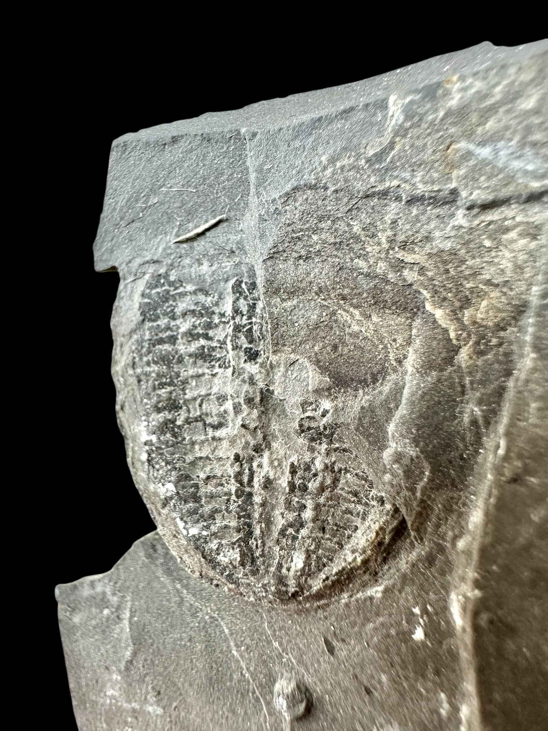Trilobite Elrathia Kingii – Utah, USA - TUSA31