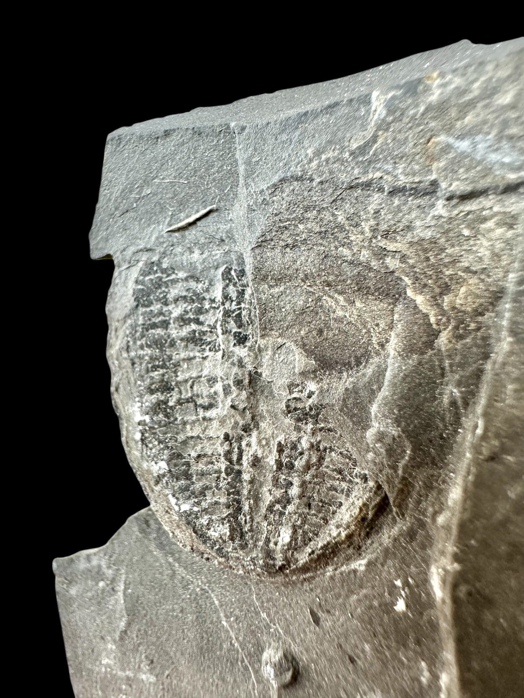 Trilobite Elrathia Kingii – Utah, USA - TUSA31