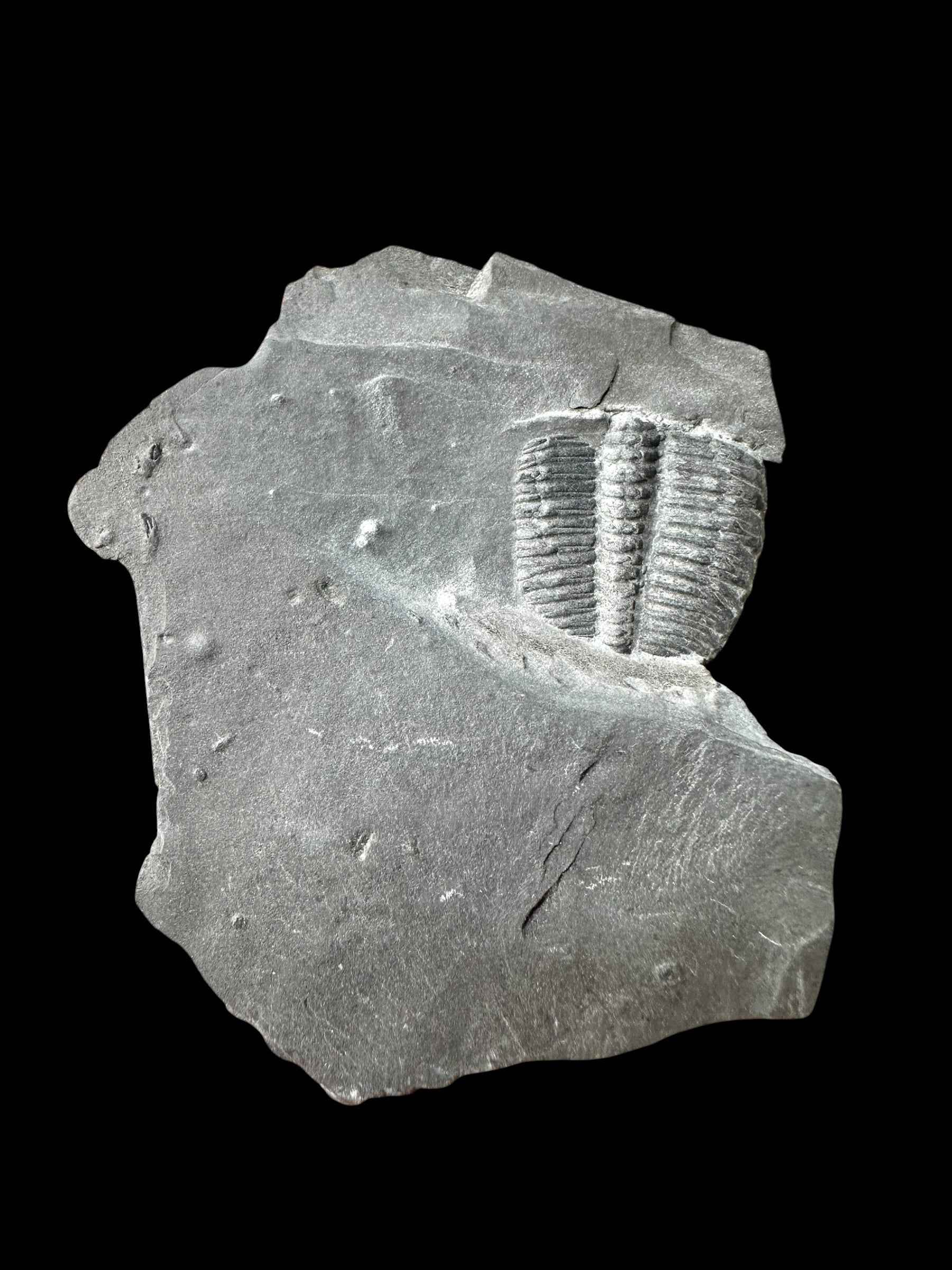 Trilobite Elrathia Kingii – Utah, USA - TUSA31
