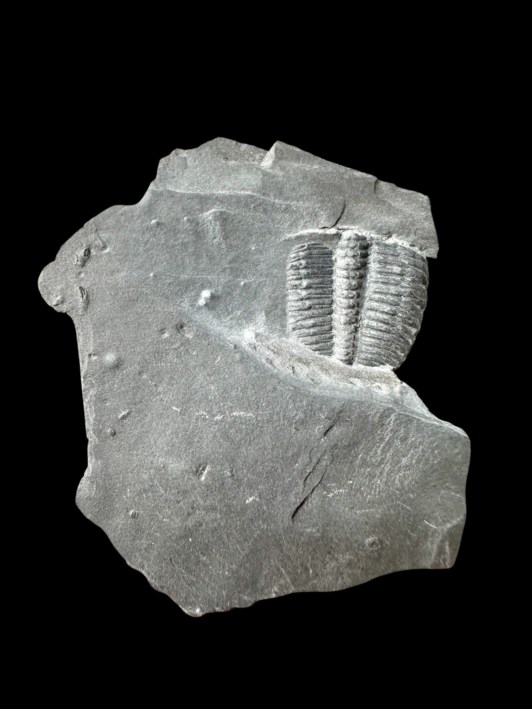 Trilobite Elrathia Kingii – Utah, USA