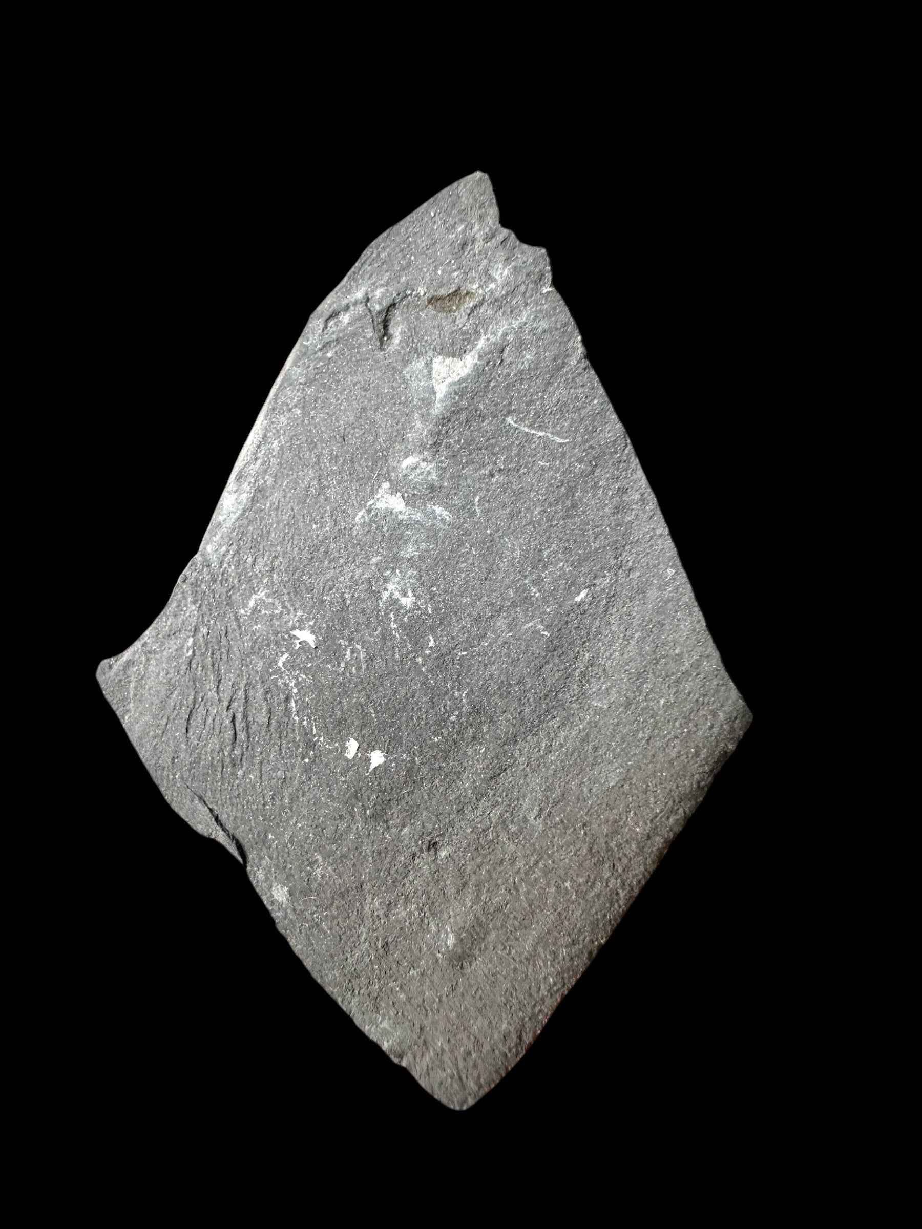 Trilobite Elrathia Kingii – Utah, USA - TUSA32