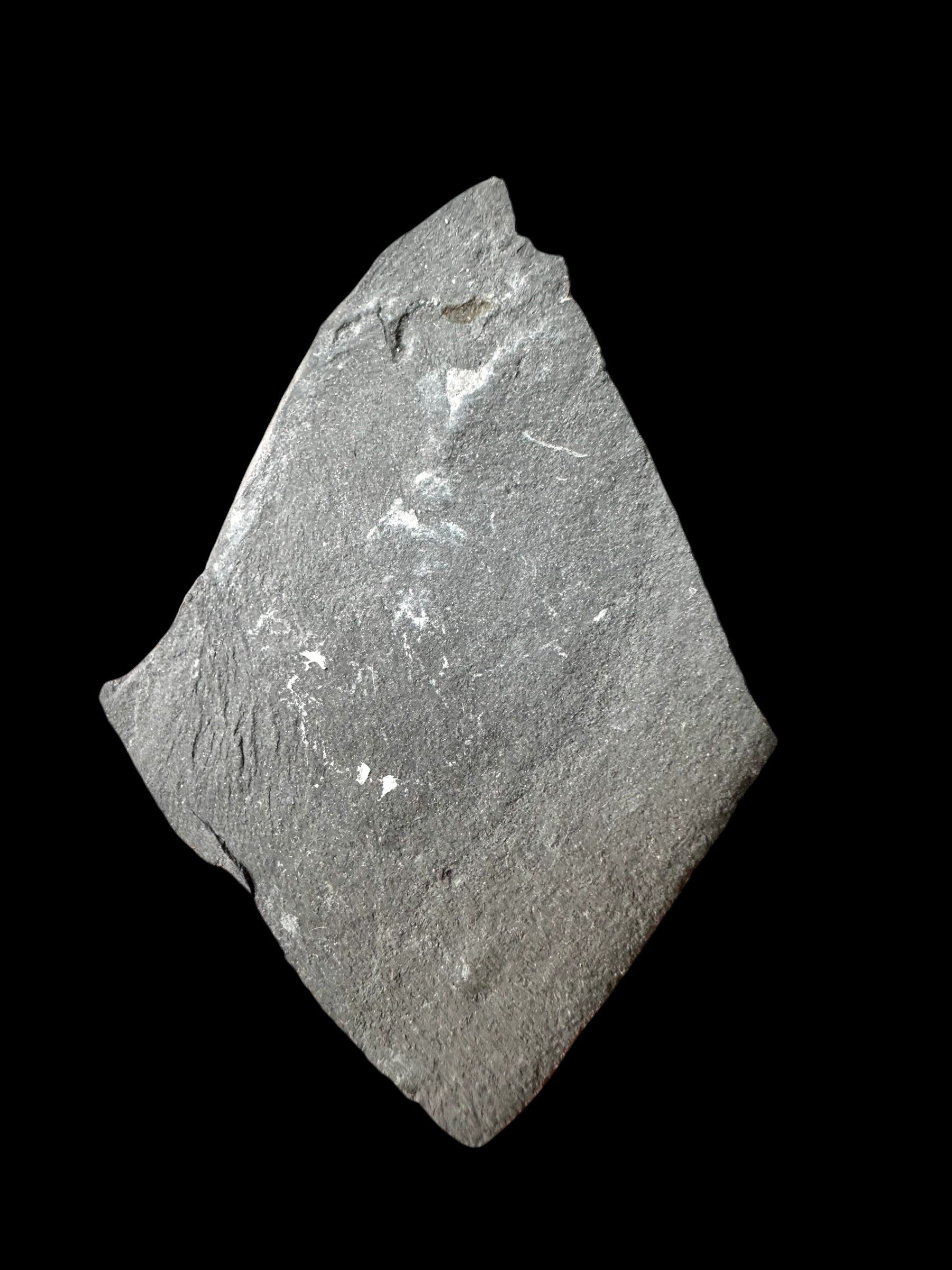 Trilobite Elrathia Kingii – Utah, USA - TUSA32