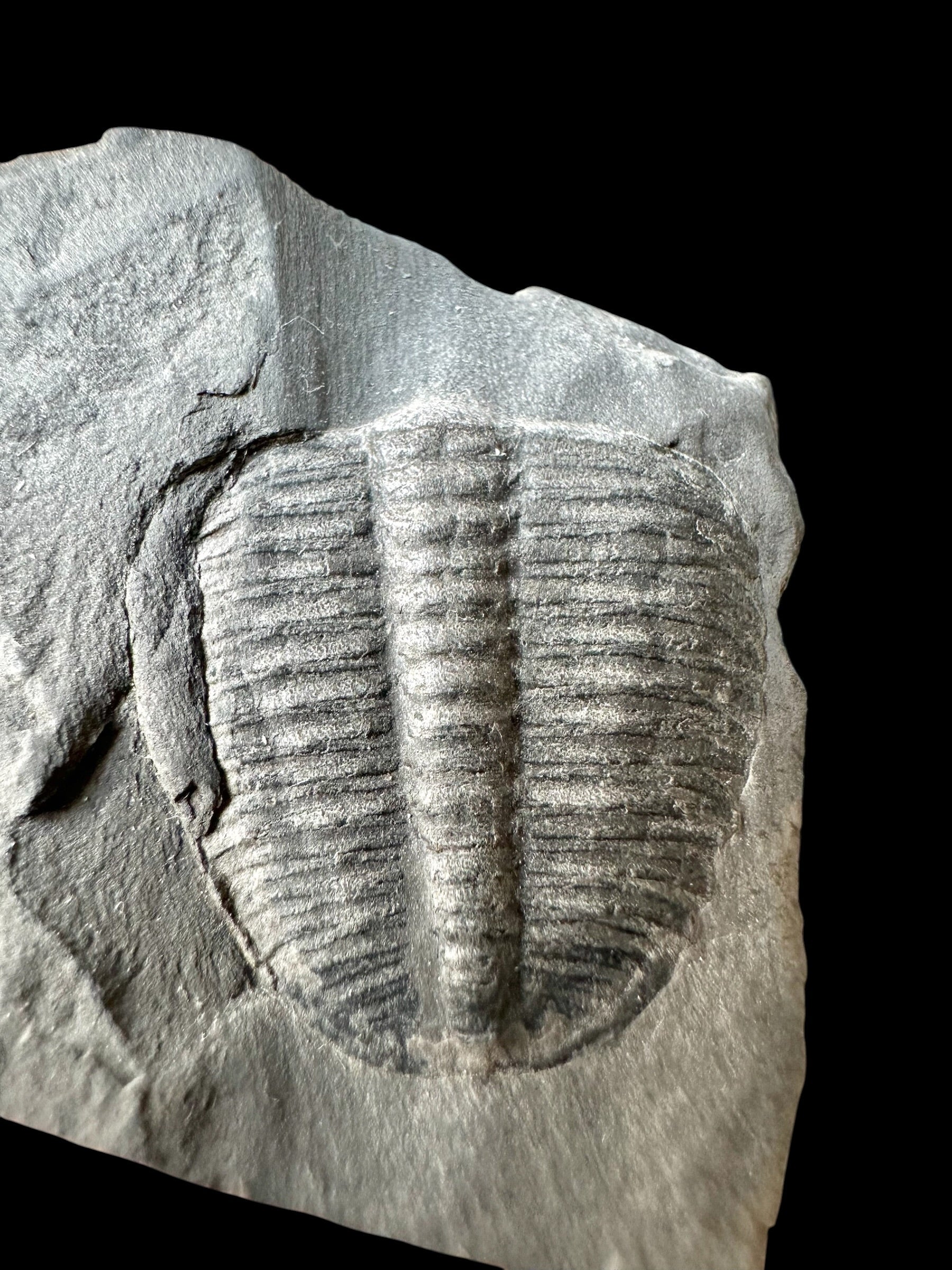 Trilobite Elrathia Kingii – Utah, USA - TUSA32