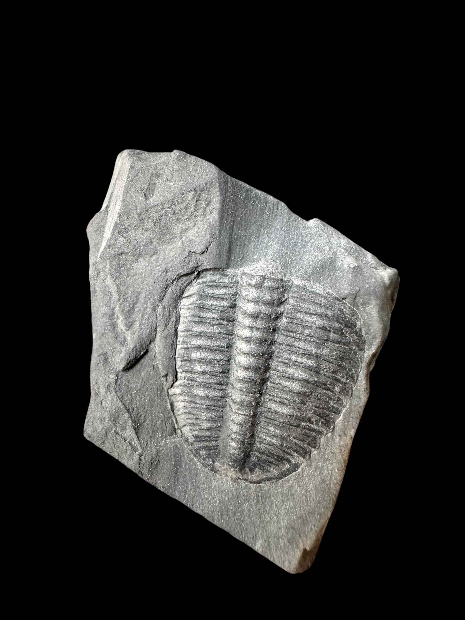 Trilobite Elrathia Kingii – Utah, USA - TUSA32