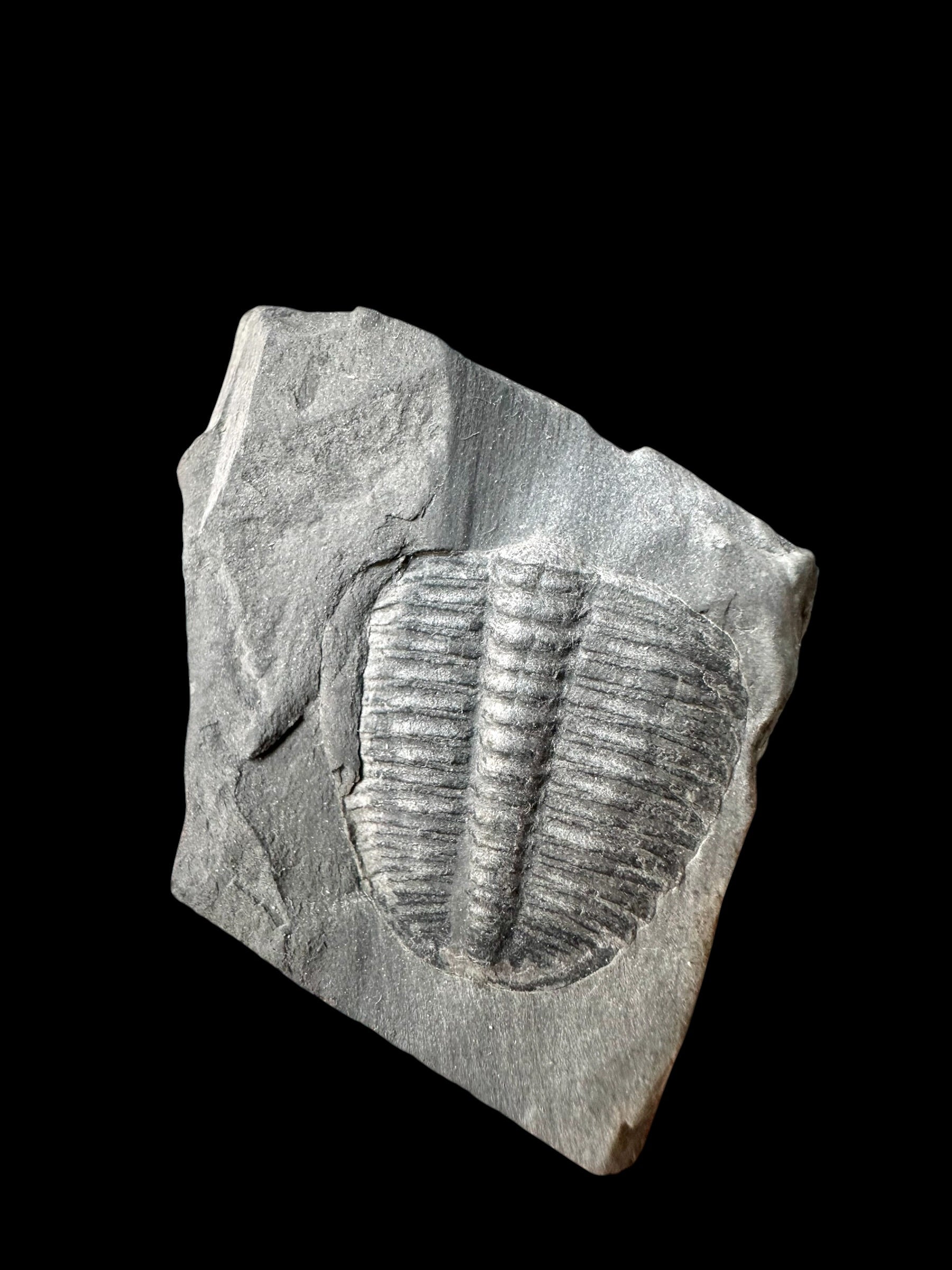 Trilobite Elrathia Kingii – Utah, USA