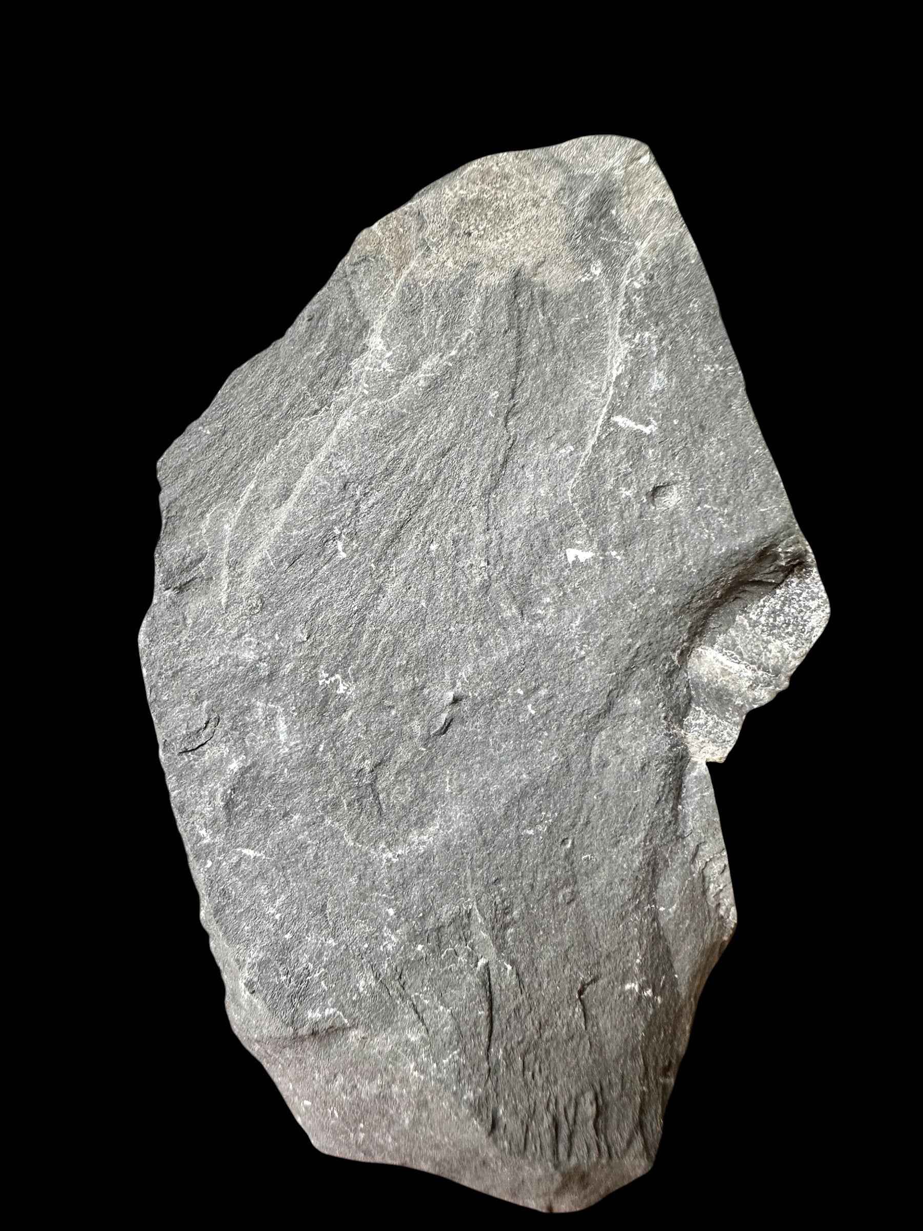 Trilobite Elrathia Kingii – Utah, USA - TUSA33