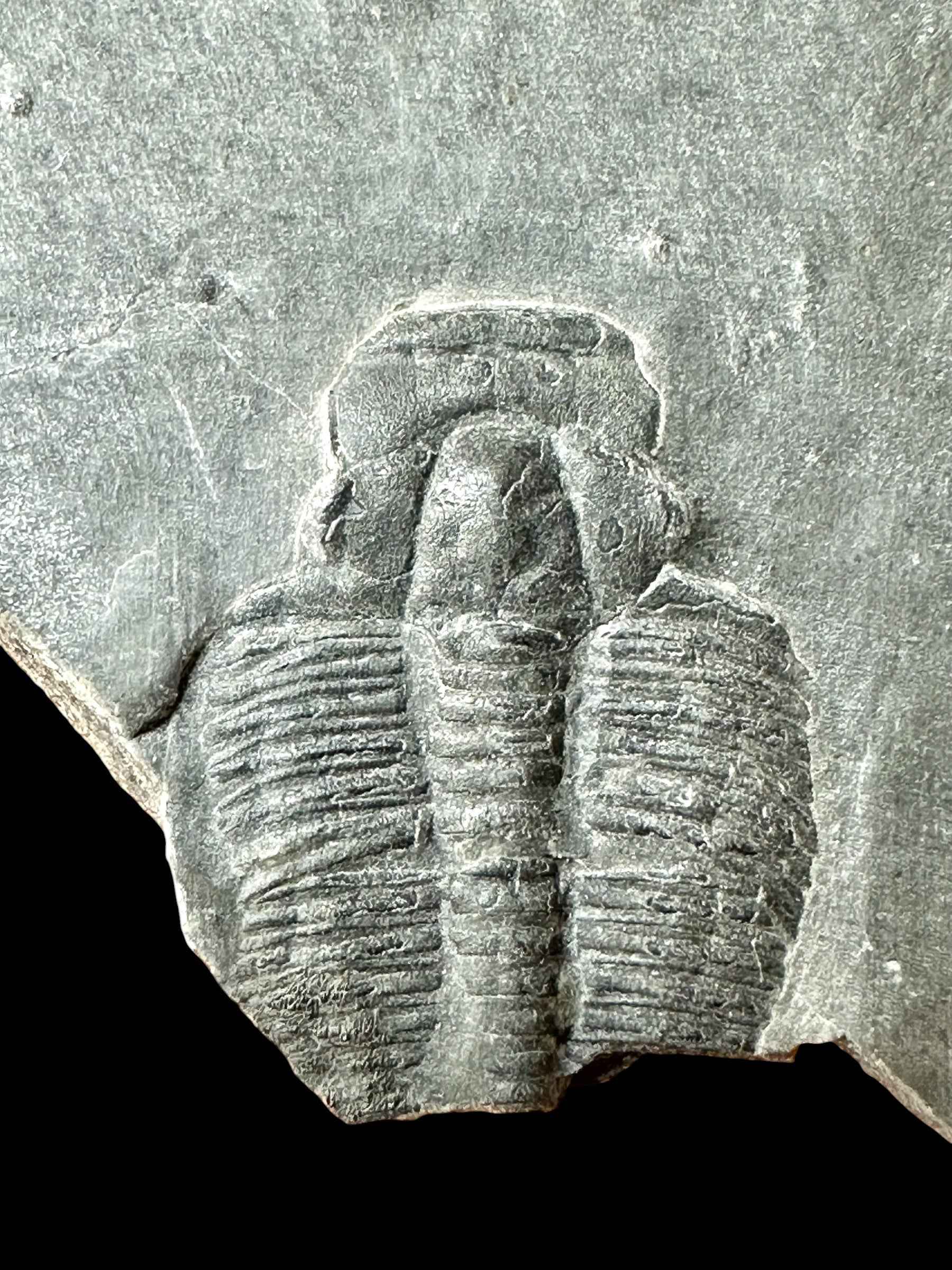 Trilobite Elrathia Kingii – Utah, USA - TUSA33
