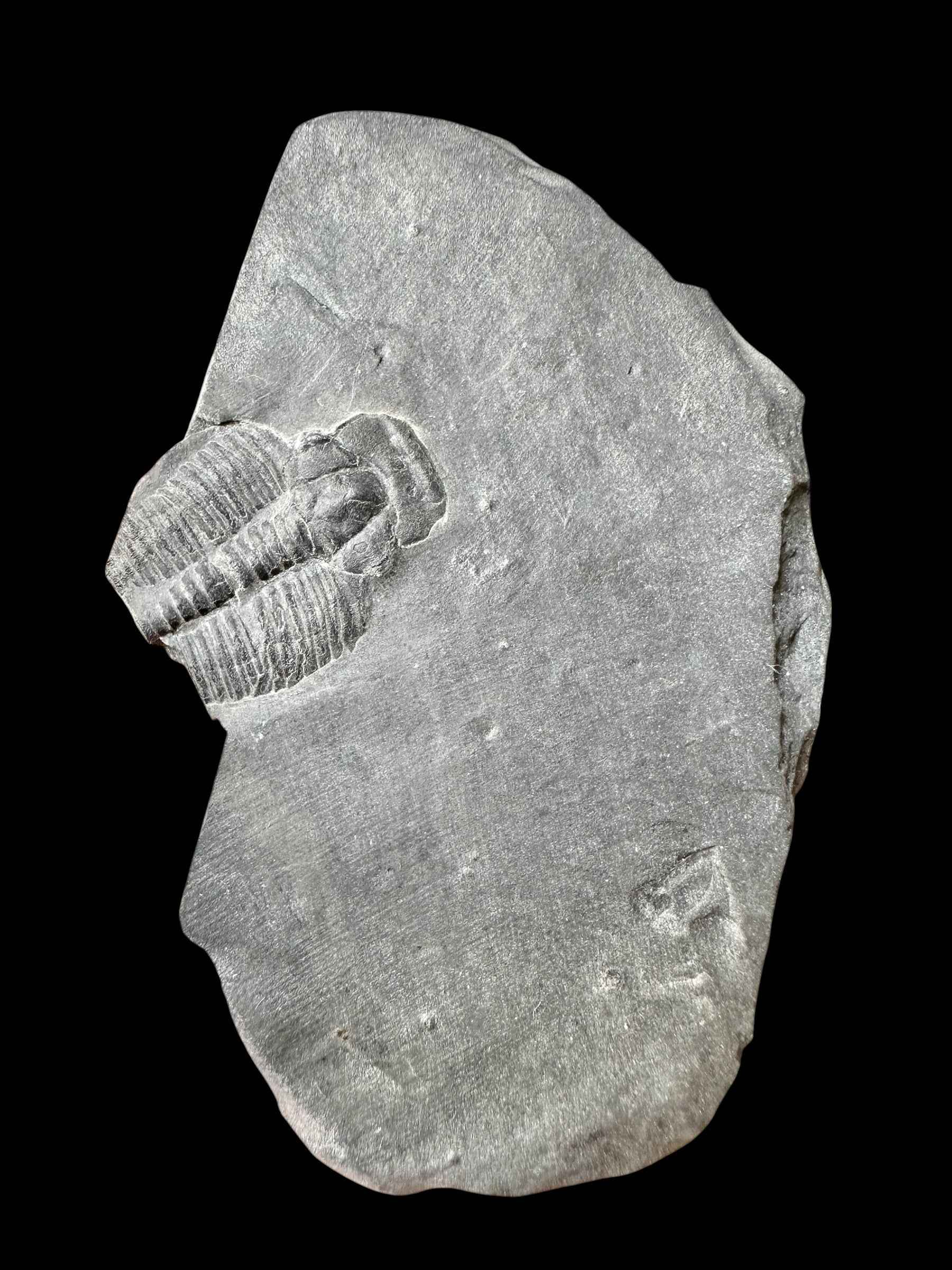 Trilobite Elrathia Kingii – Utah, USA - TUSA33