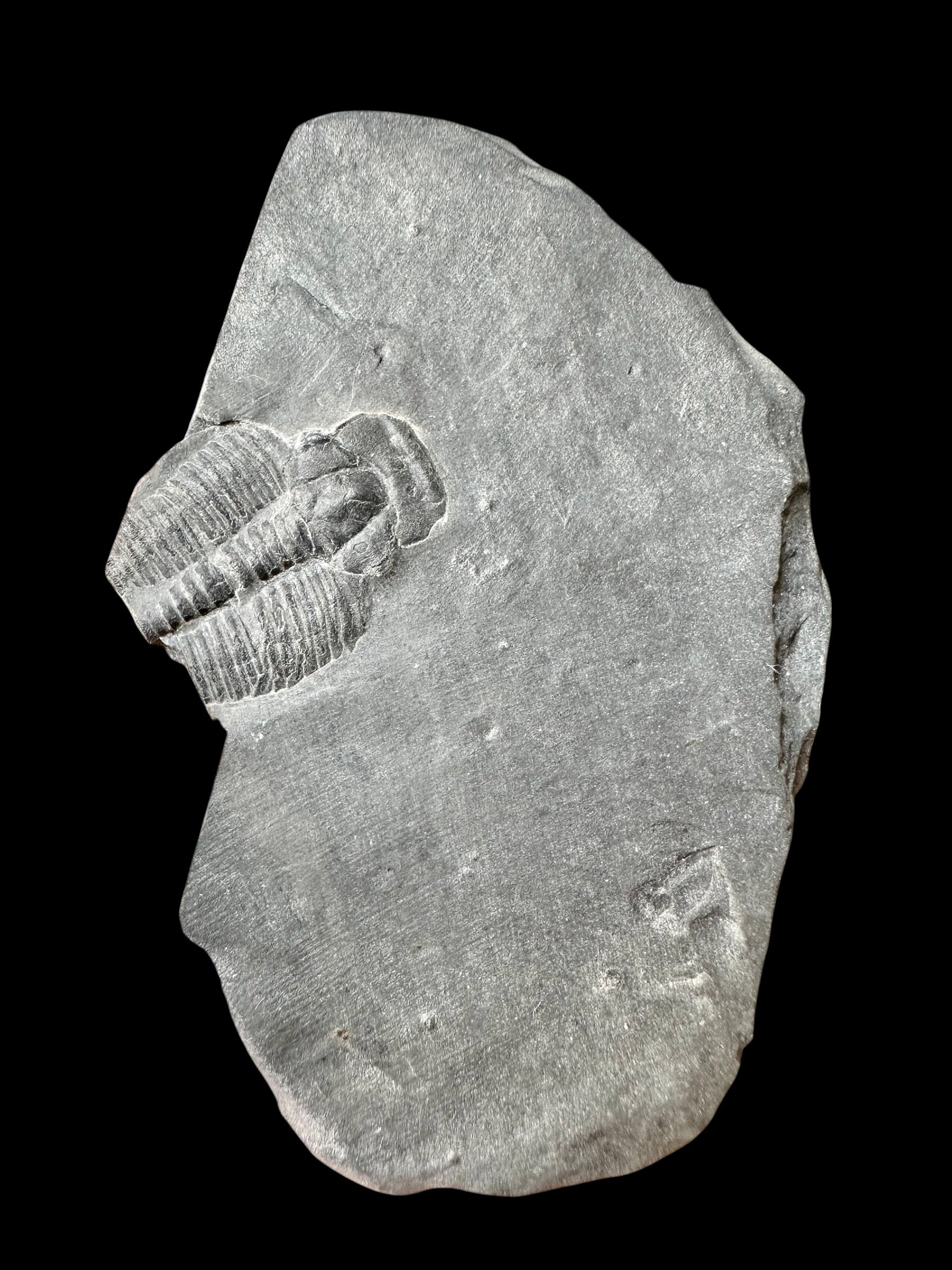 Trilobite Elrathia Kingii – Utah, USA