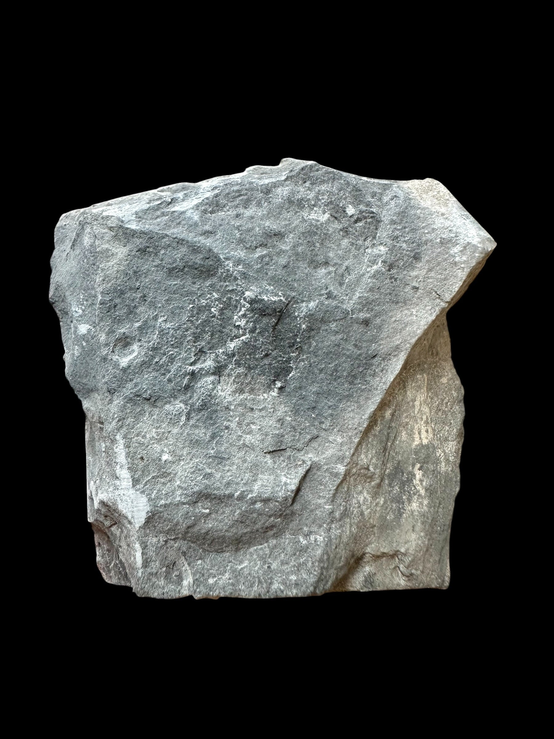Trilobite Asaphicus wheeleri – Utah, USA - TUSA35