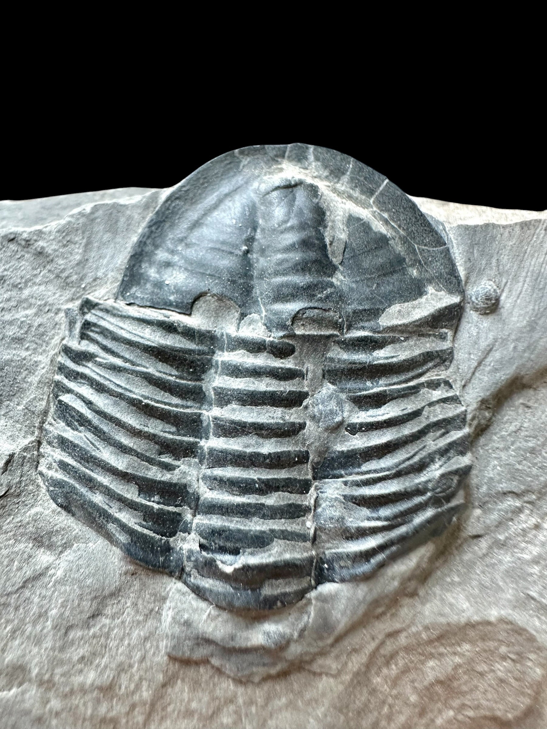 Trilobite Asaphicus wheeleri – Utah, USA - TUSA35