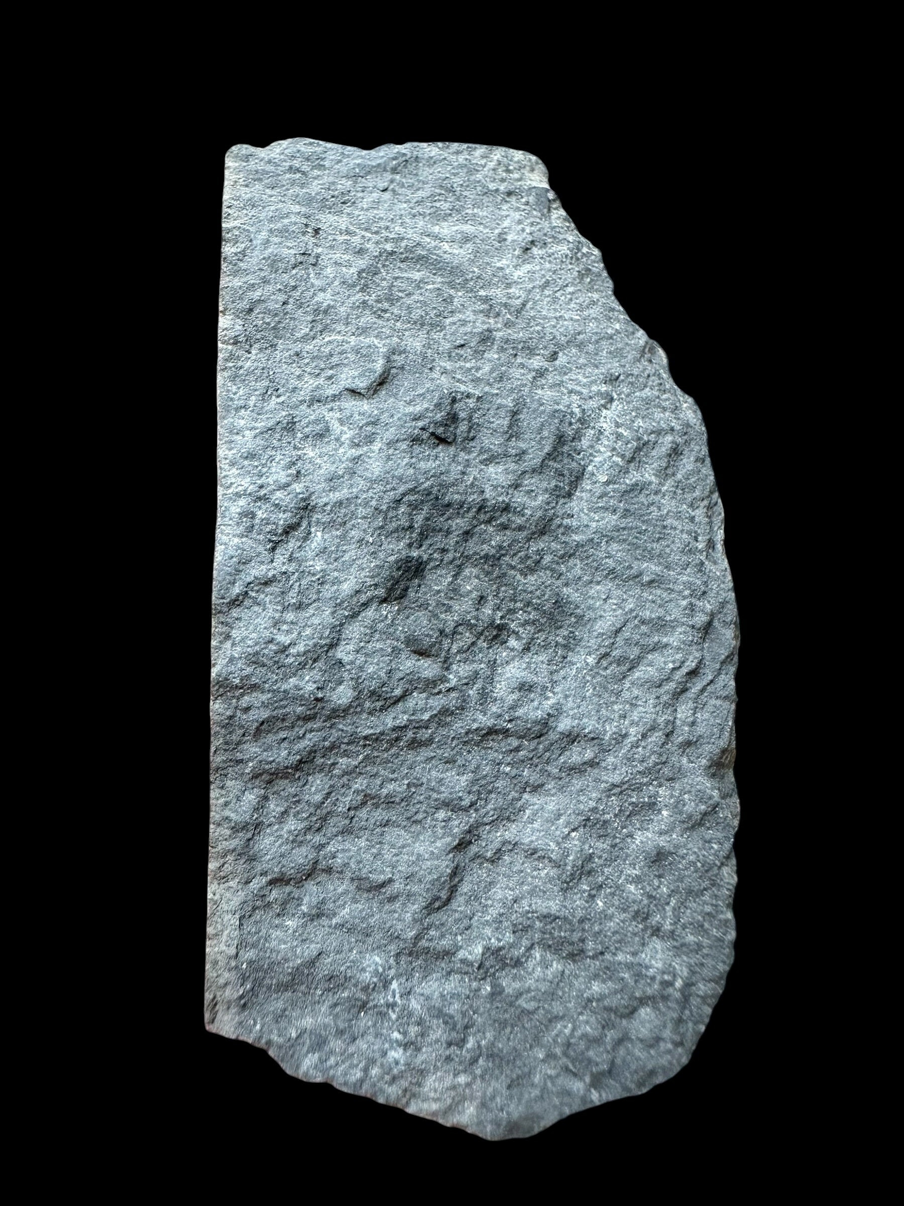 Trilobite Asaphicus wheeleri – Utah, USA - TUSA36