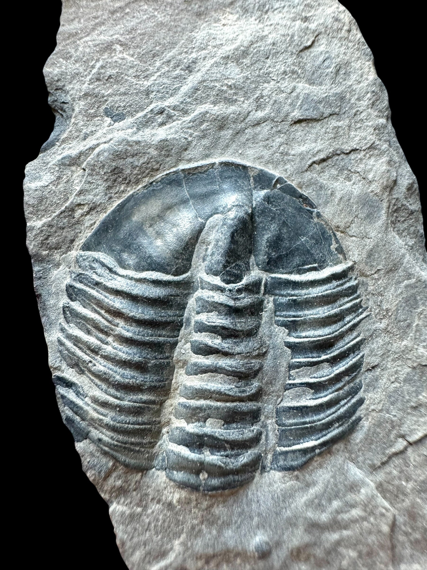 Trilobite Asaphicus wheeleri – Utah, USA - TUSA36