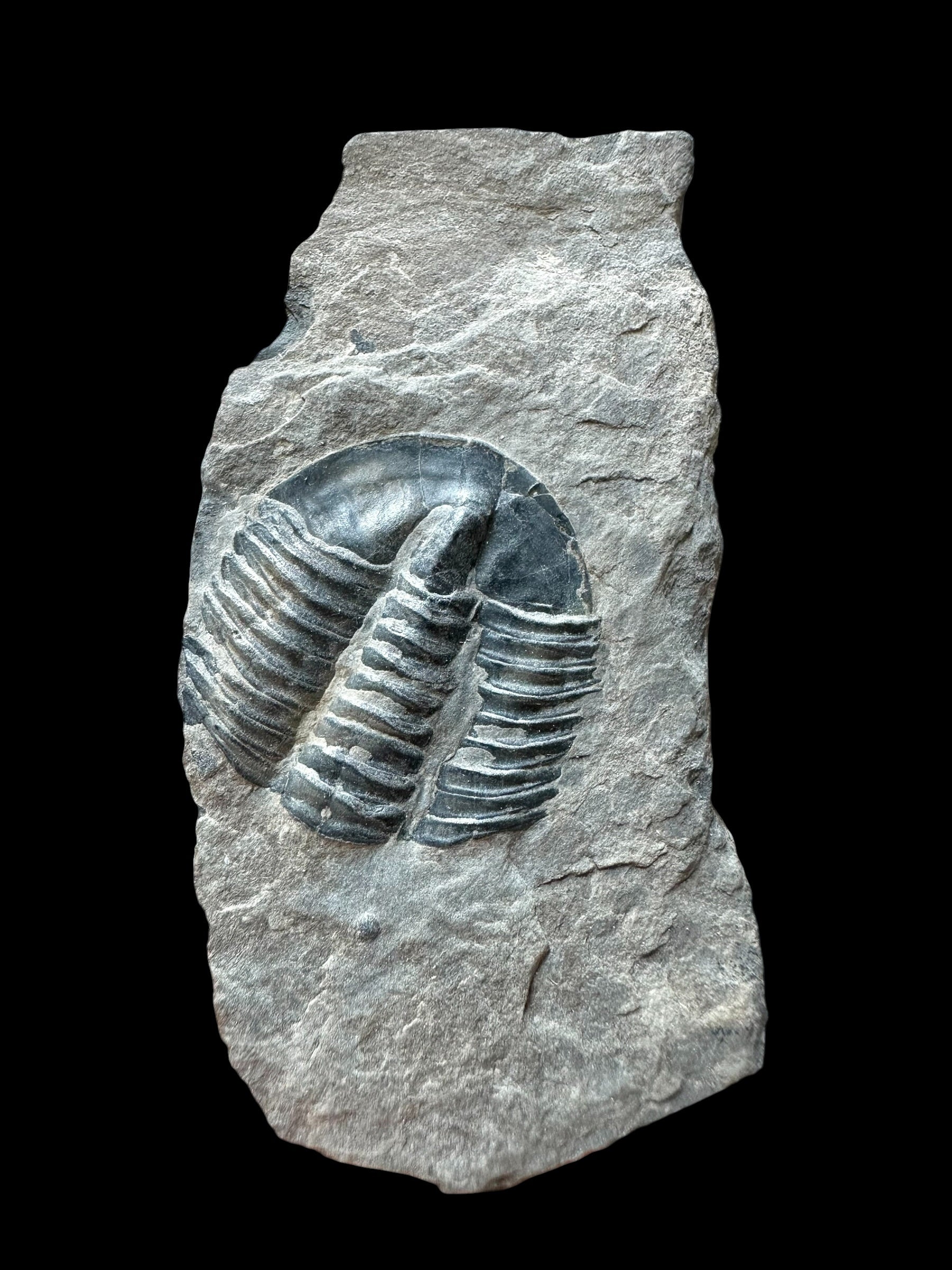 Trilobite Asaphicus wheeleri – Utah, USA