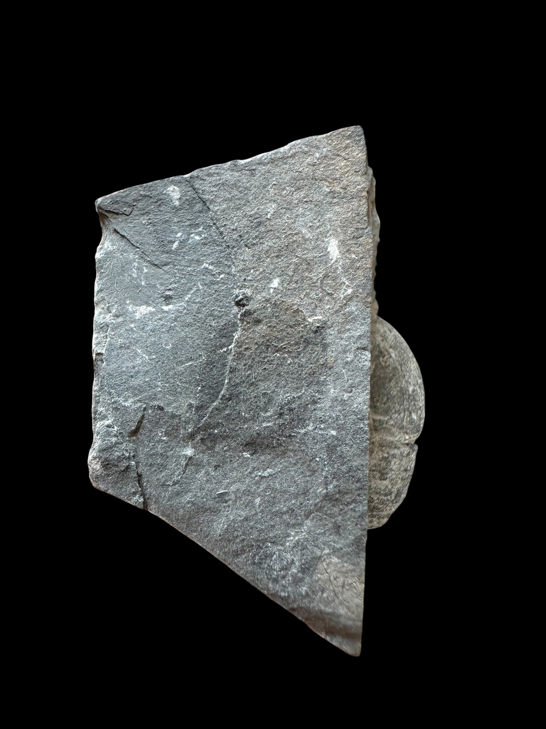 Trilobite Asaphicus wheeleri – Utah, USA - TUSA37