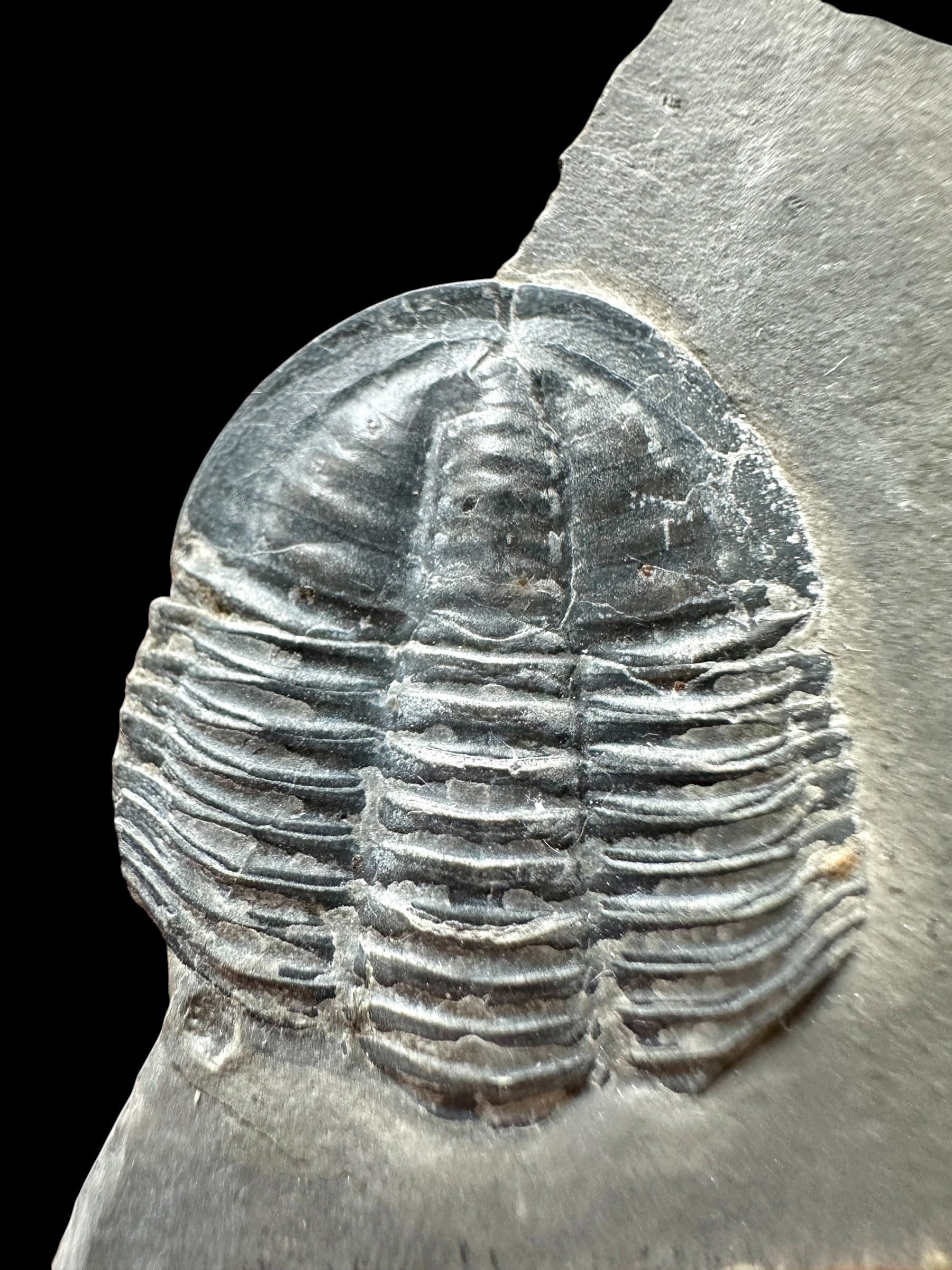 Trilobite Asaphicus wheeleri – Utah, USA - TUSA37