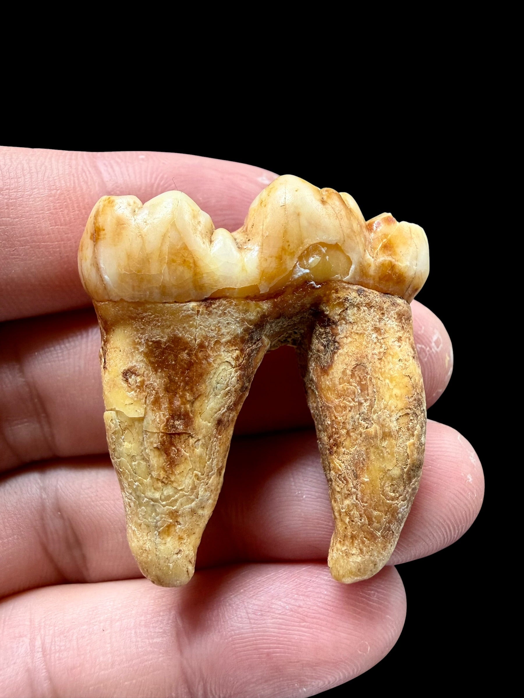 Fossil Cave Bear Tooth (Ursus spelaeus) 3,8cm – Slovakia - ZME02