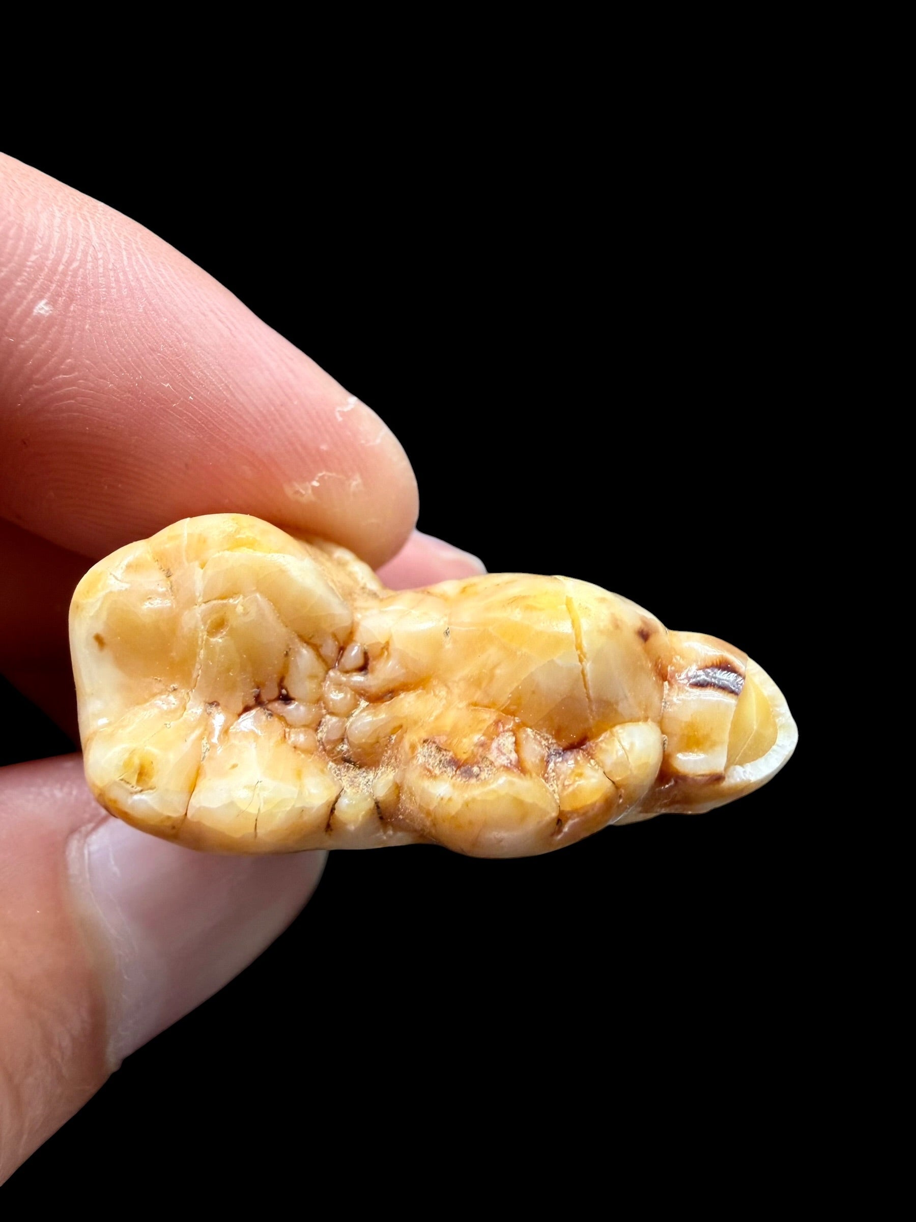 Fossil Cave Bear Tooth (Ursus spelaeus) 3,8cm – Slovakia - ZME02