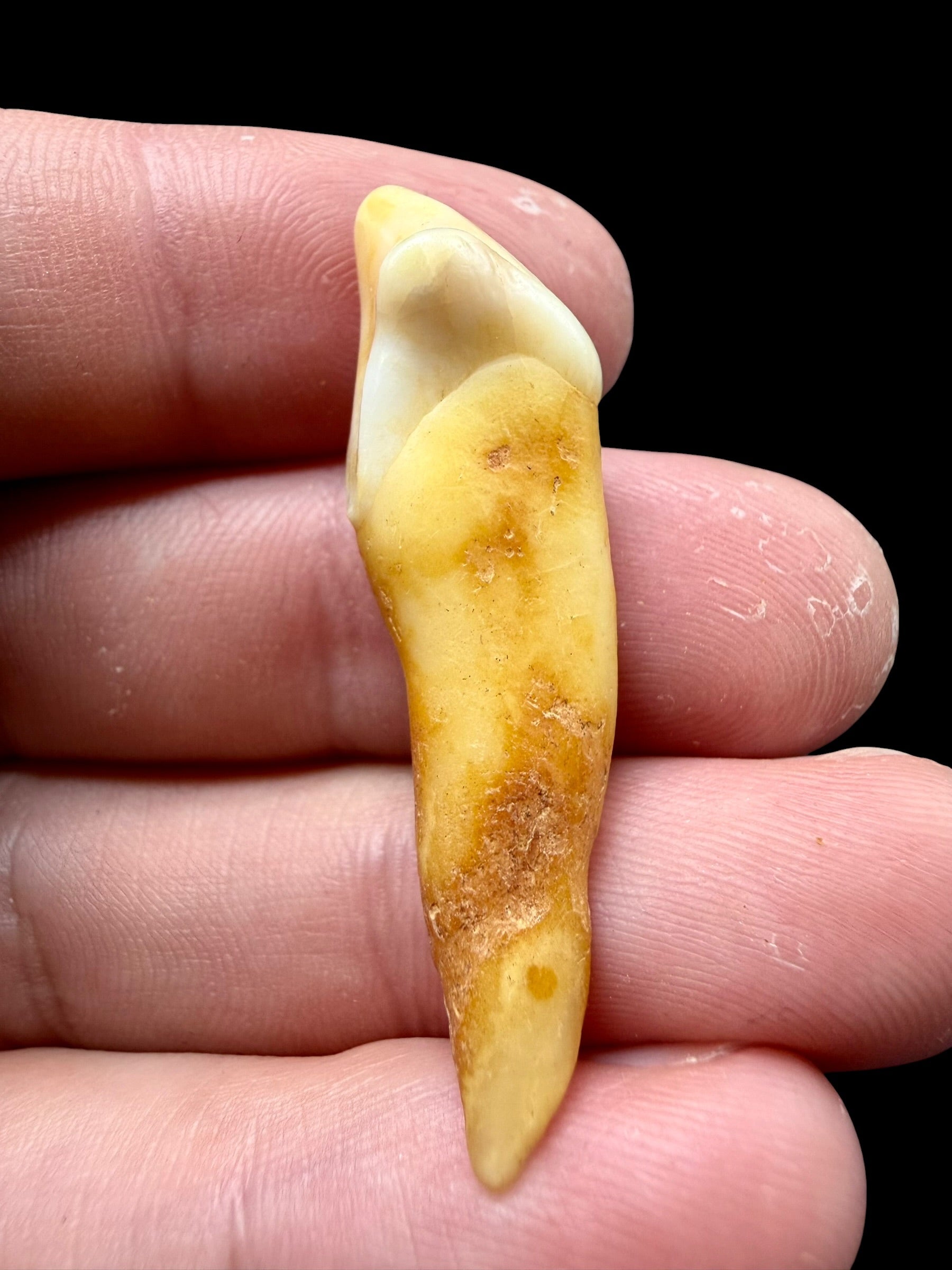 Fossil Cave Bear Tooth (Ursus spelaeus) 4,1cm – Slovakia - ZME03