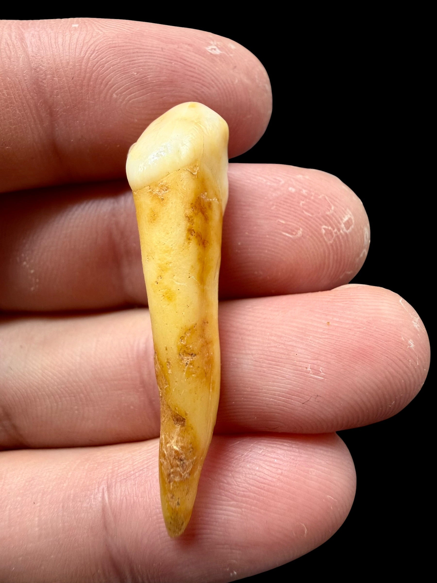 Fossil Cave Bear Tooth (Ursus spelaeus) 4,1cm – Slovakia - ZME03