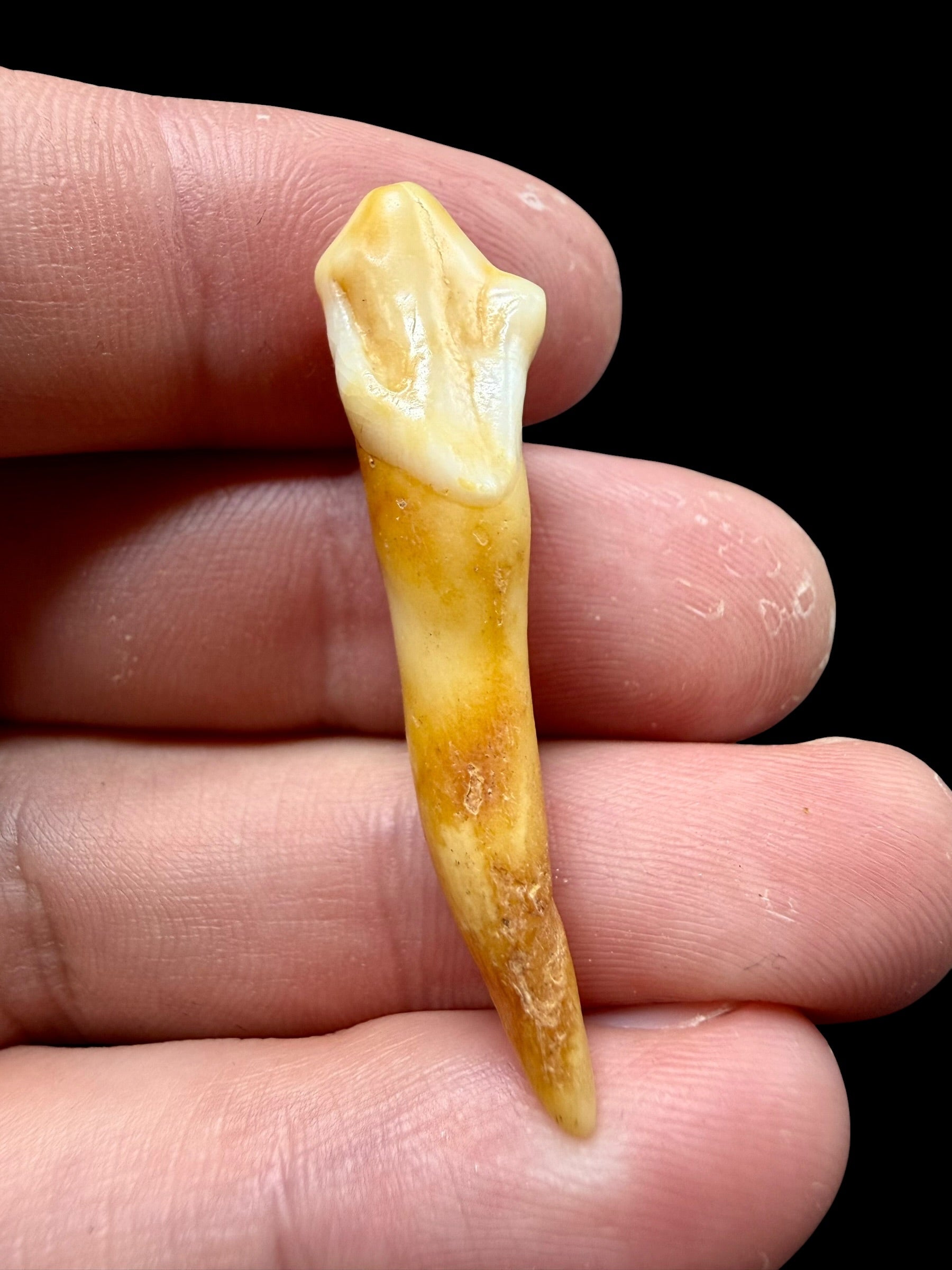 Fossil Cave Bear Tooth (Ursus spelaeus) 4,1cm – Slovakia